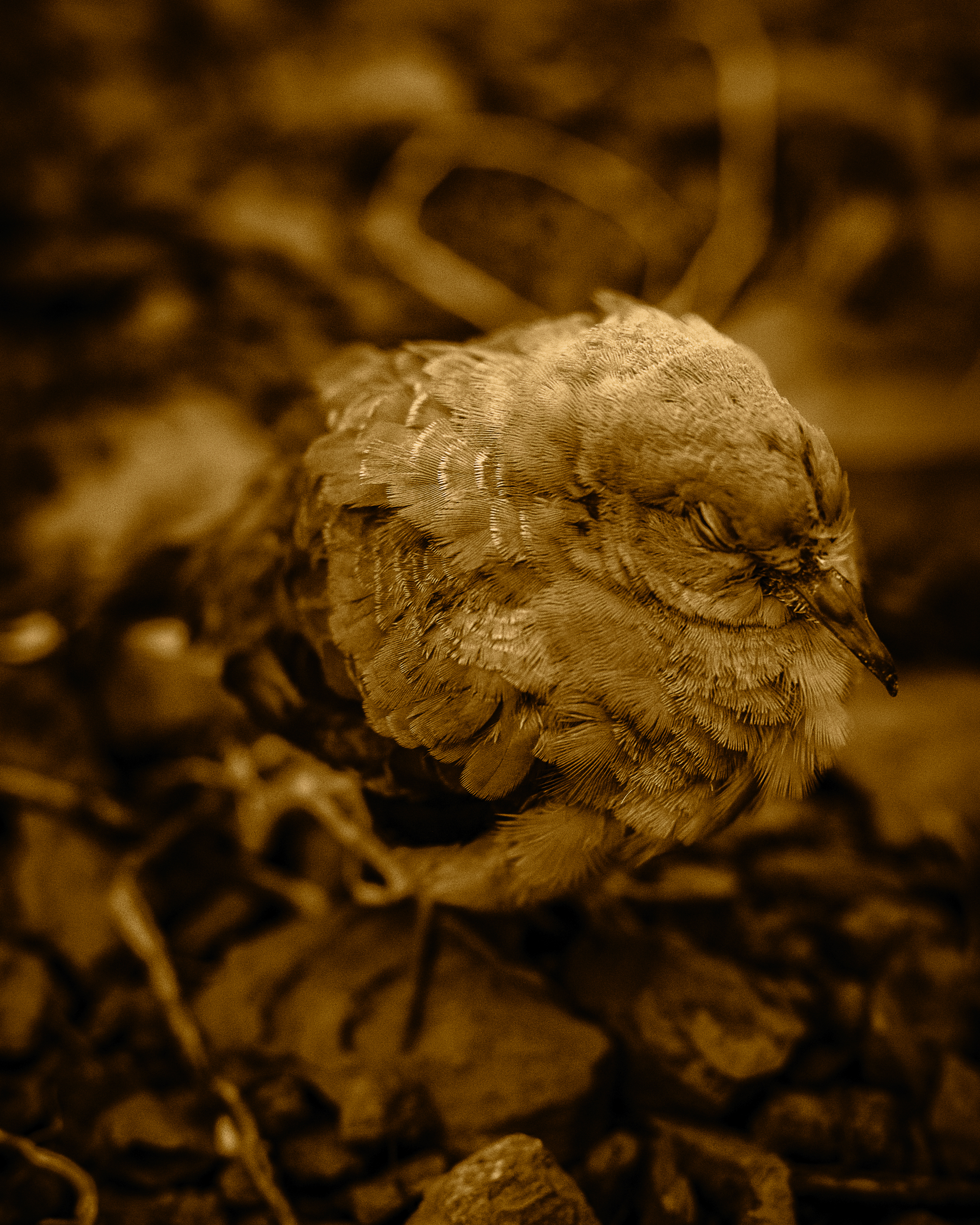 Golden bird #21