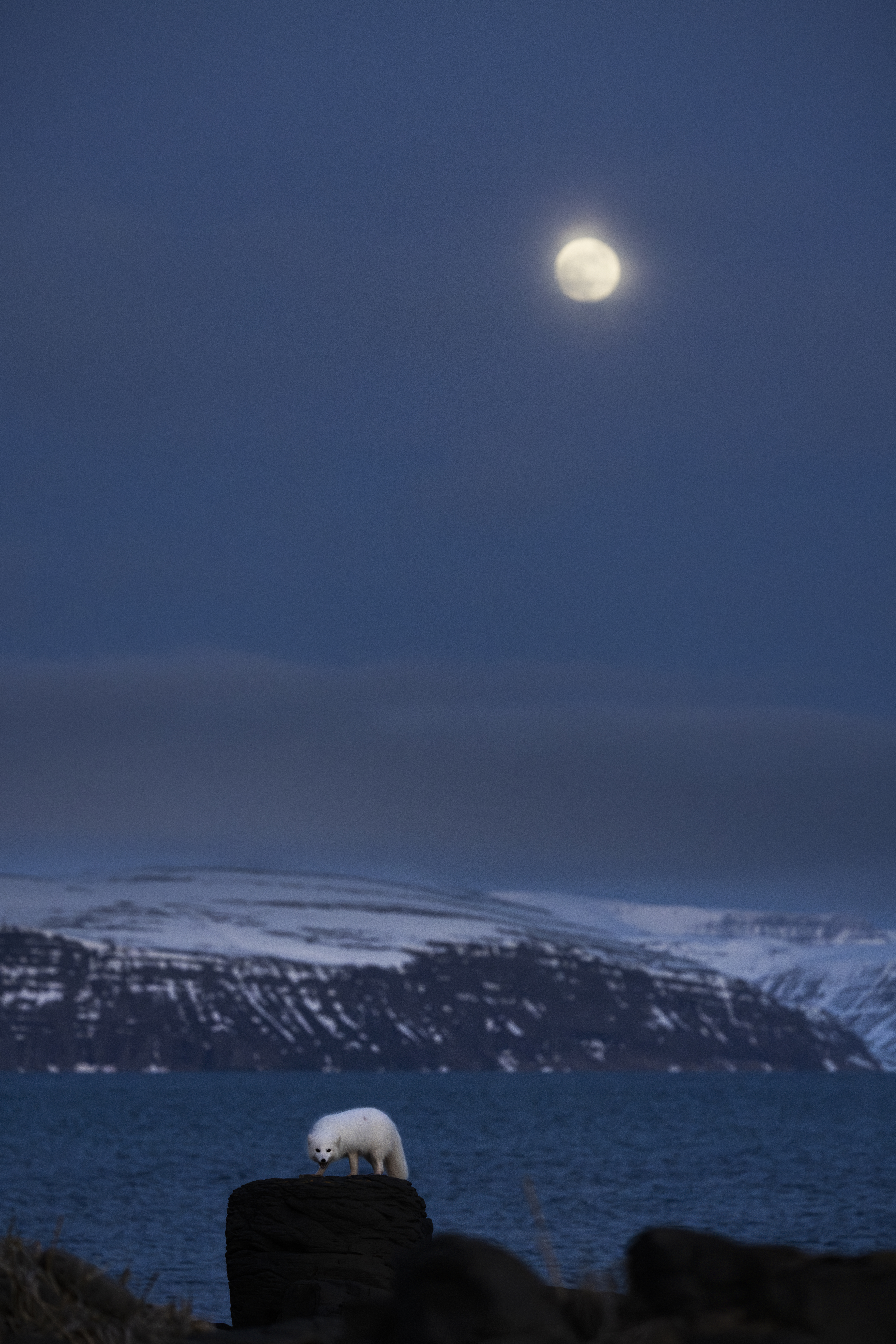 White Arctic Fox and Full Moon #3