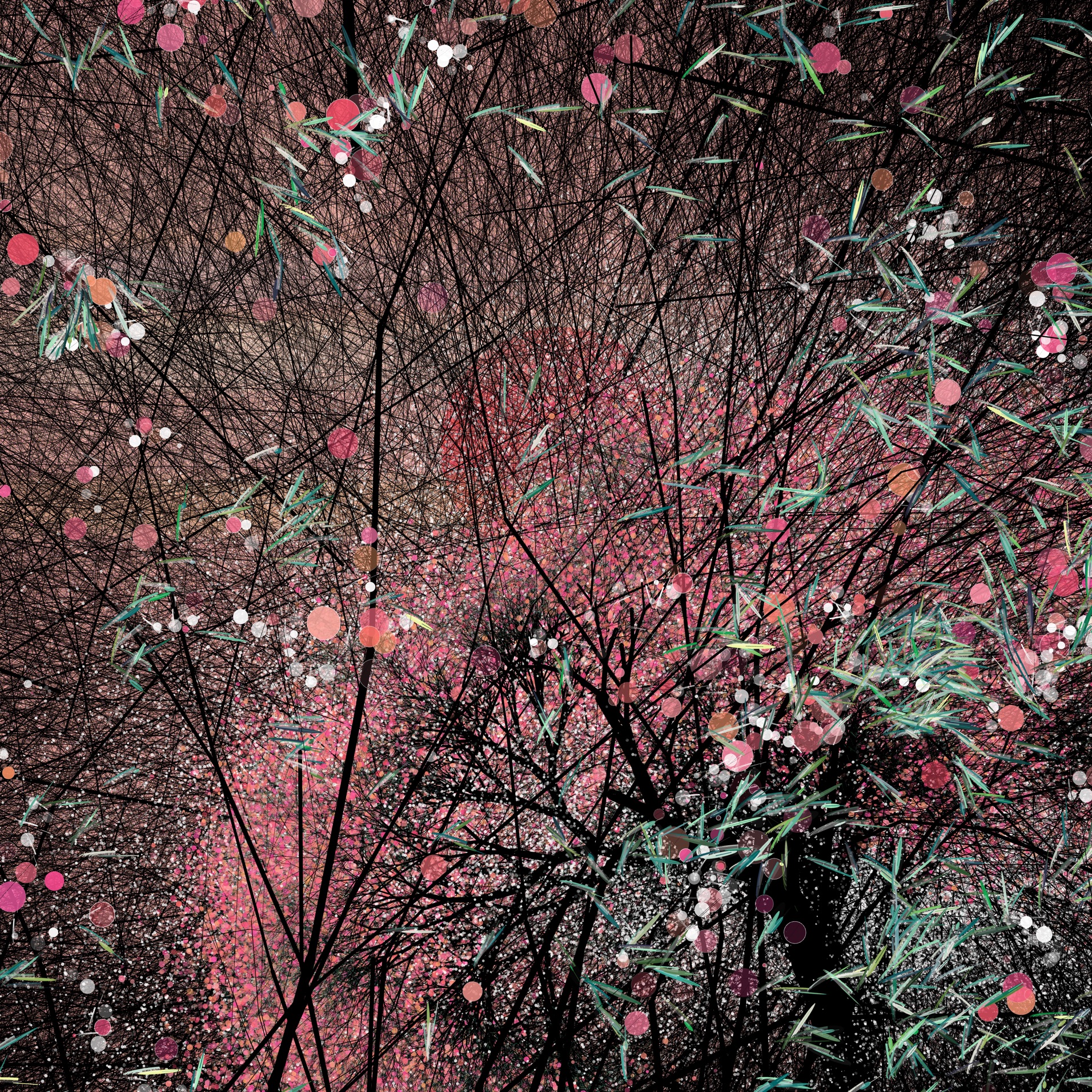 Sakura, cherry blossoms