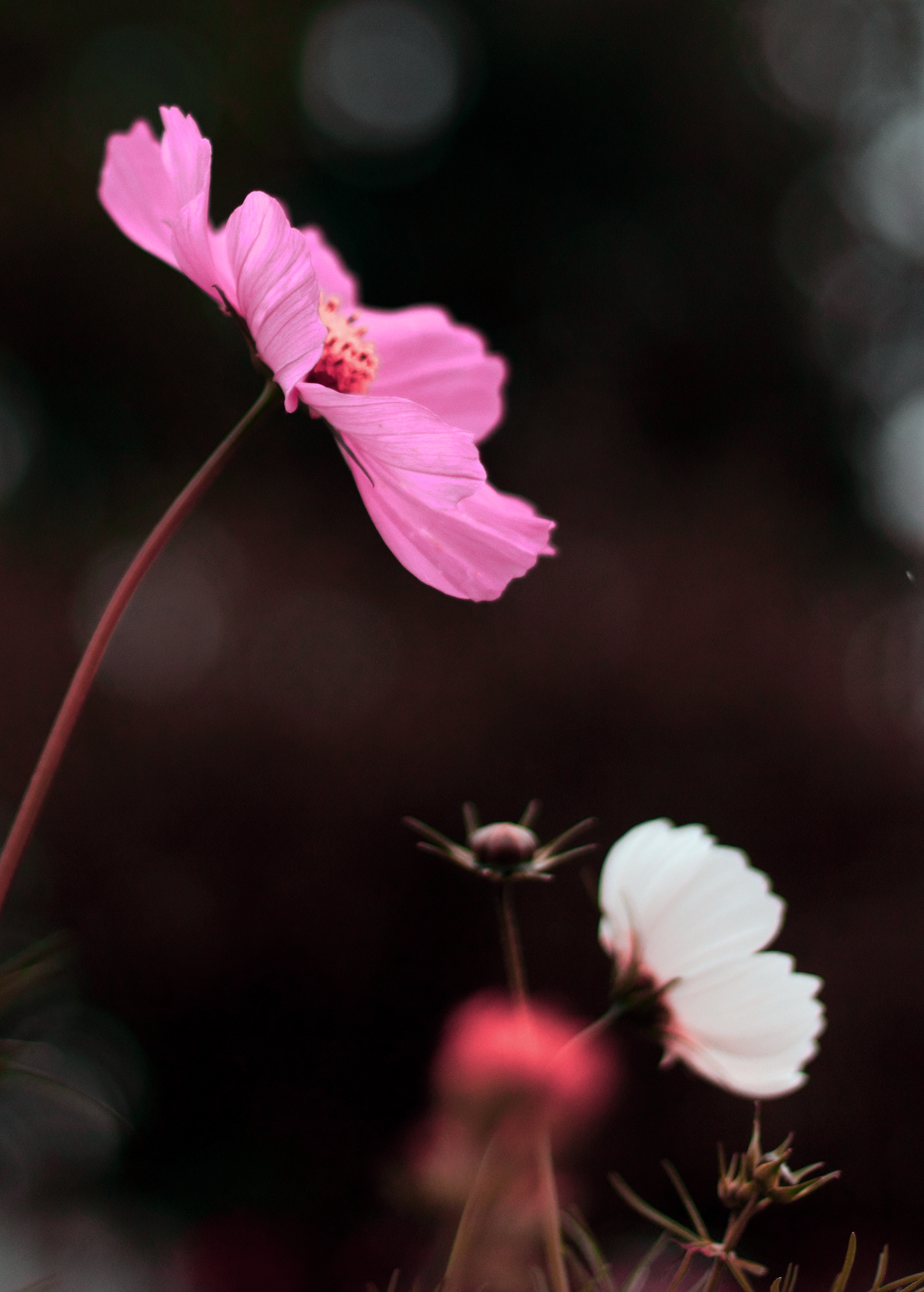 Flora 32