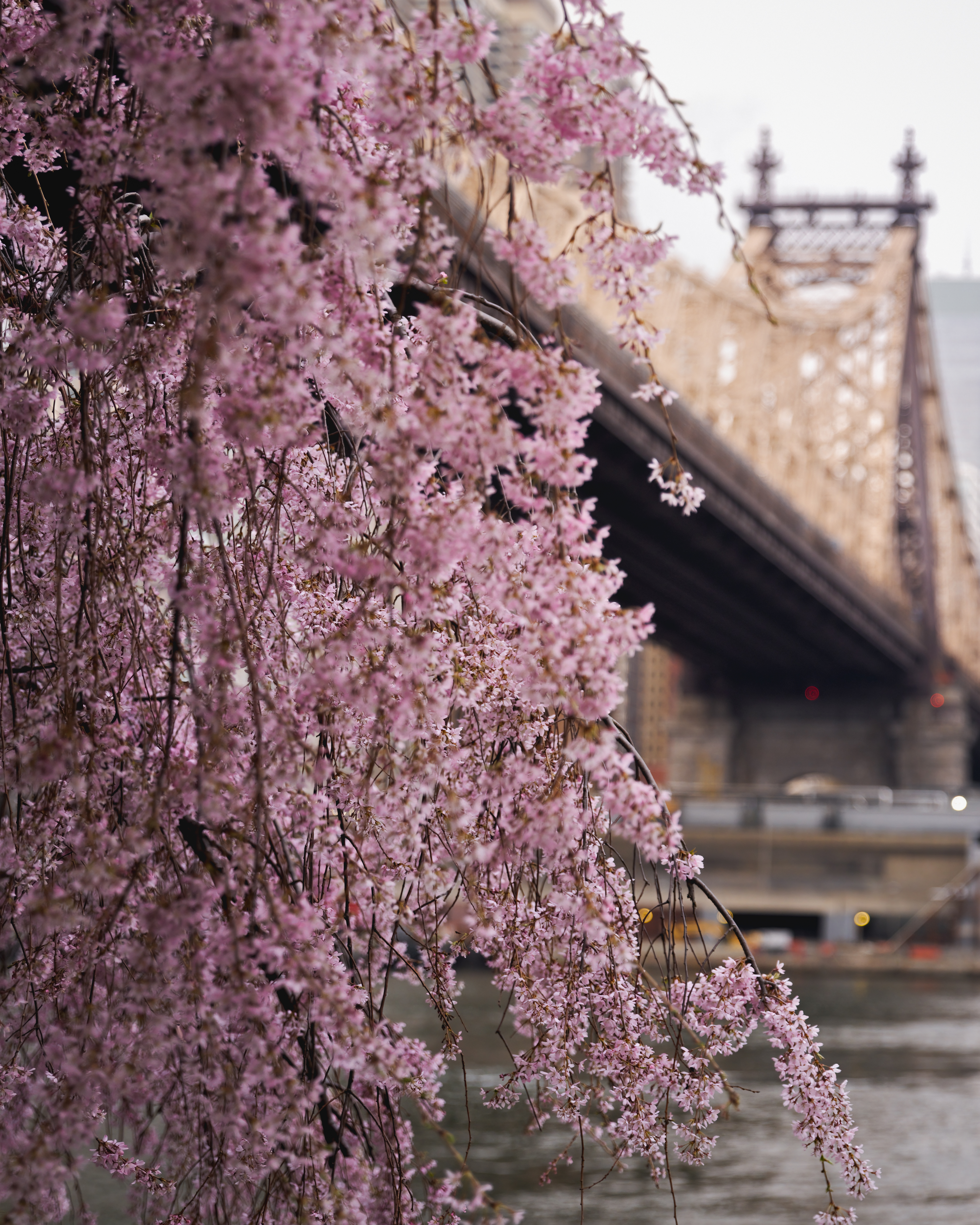 New York in Bloom