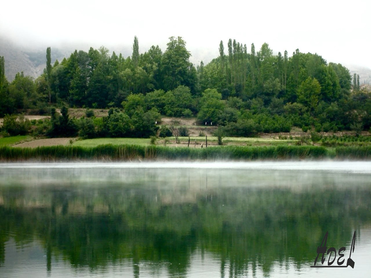 Foggy Lake