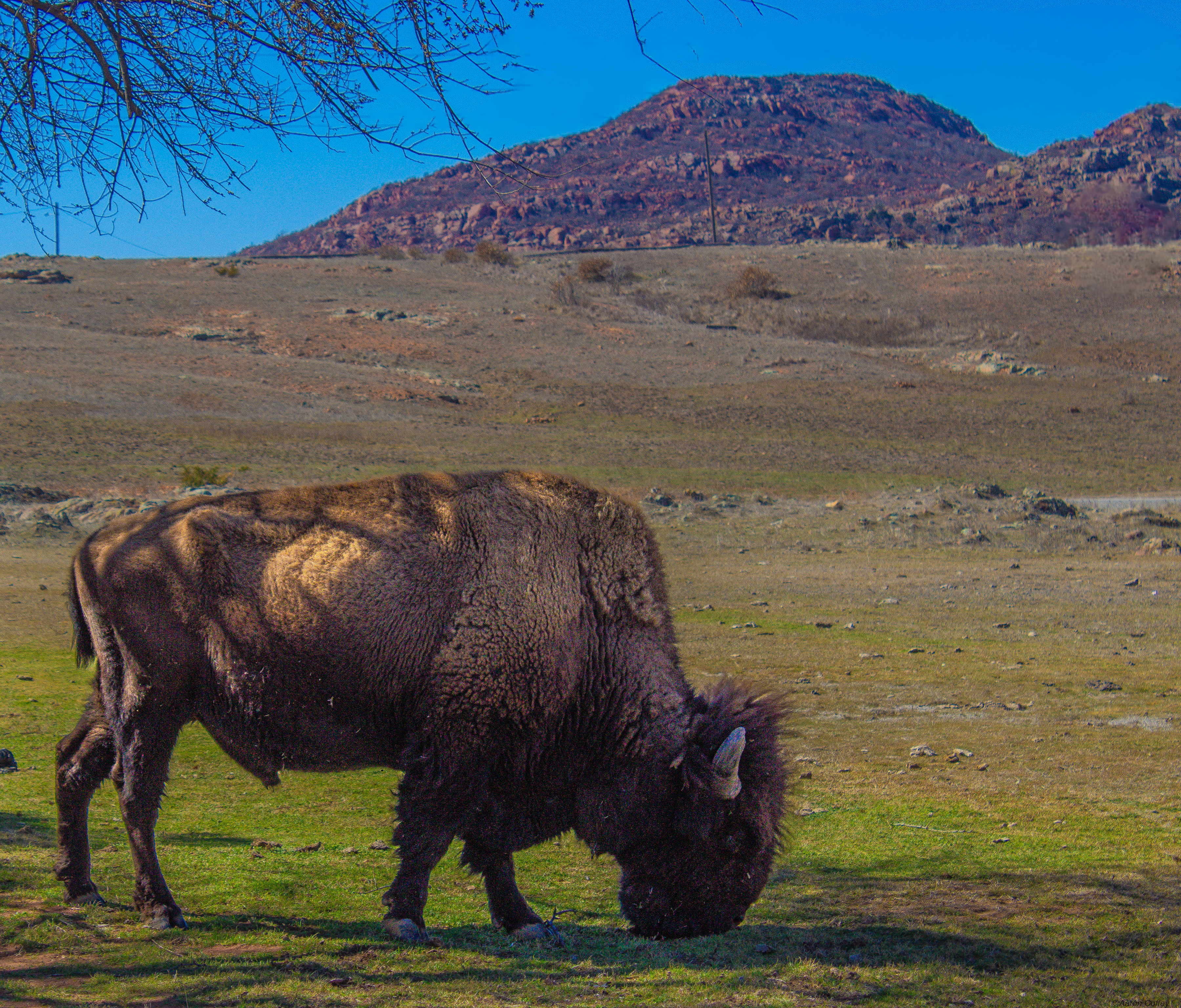 The Grazer