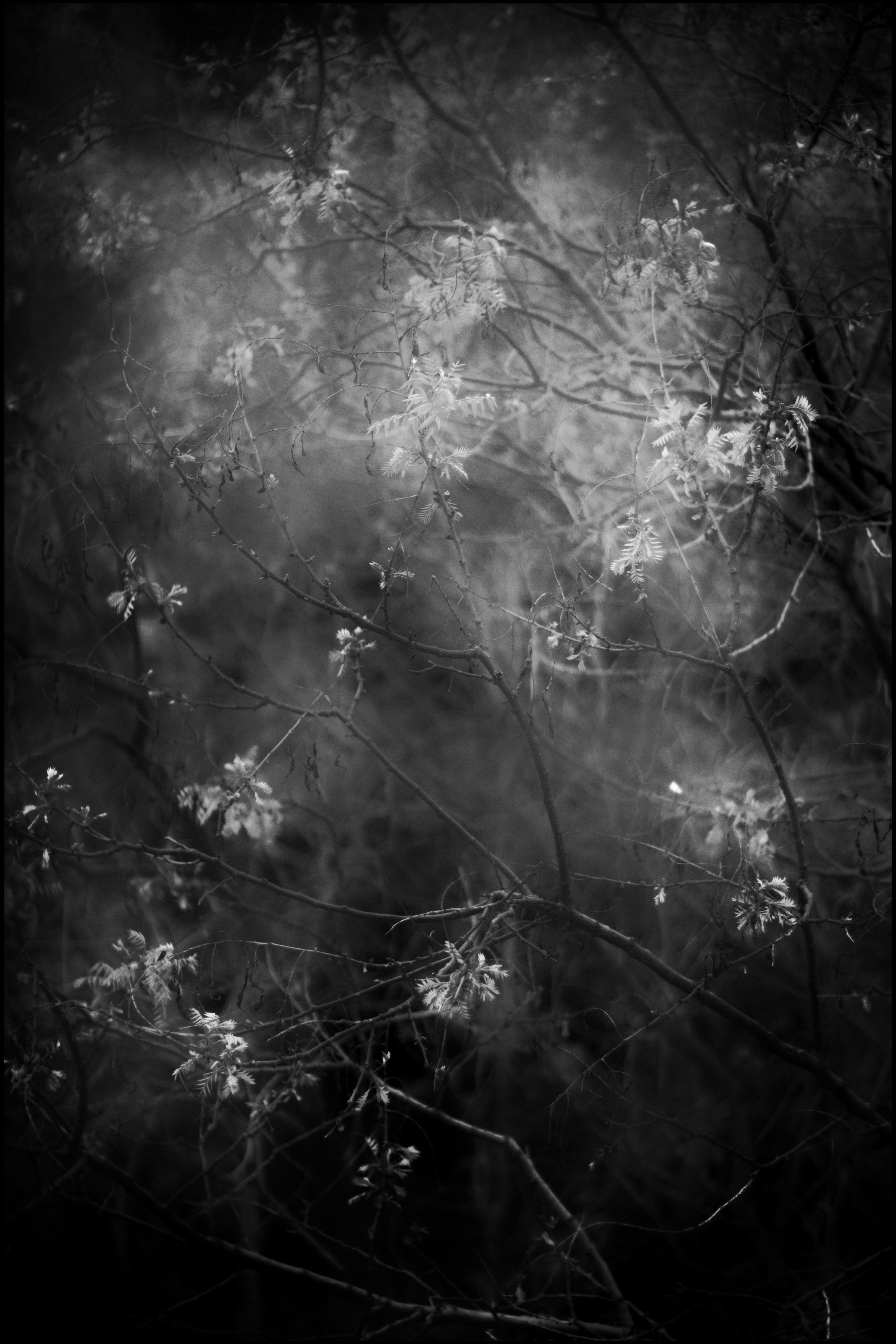 fog and a tree