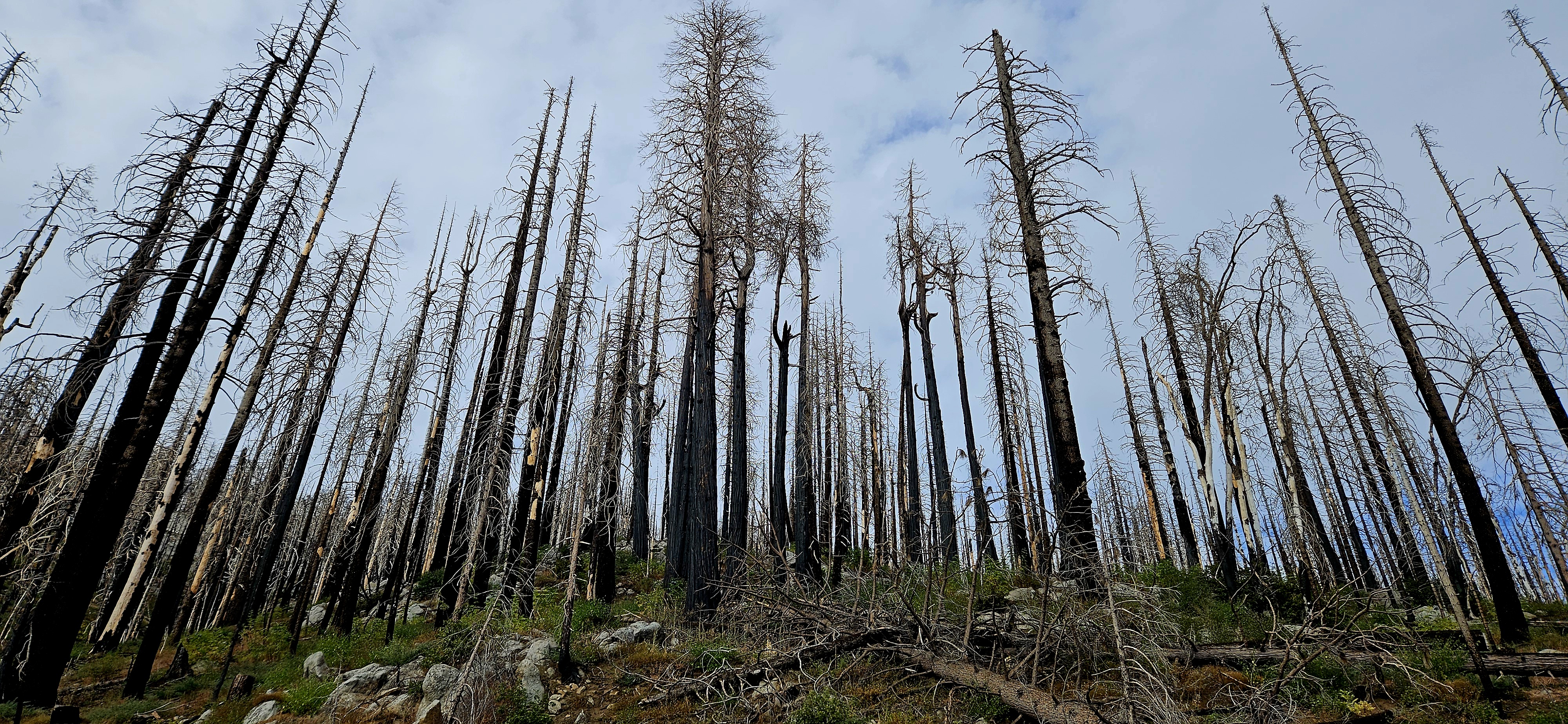Tree Fire #47