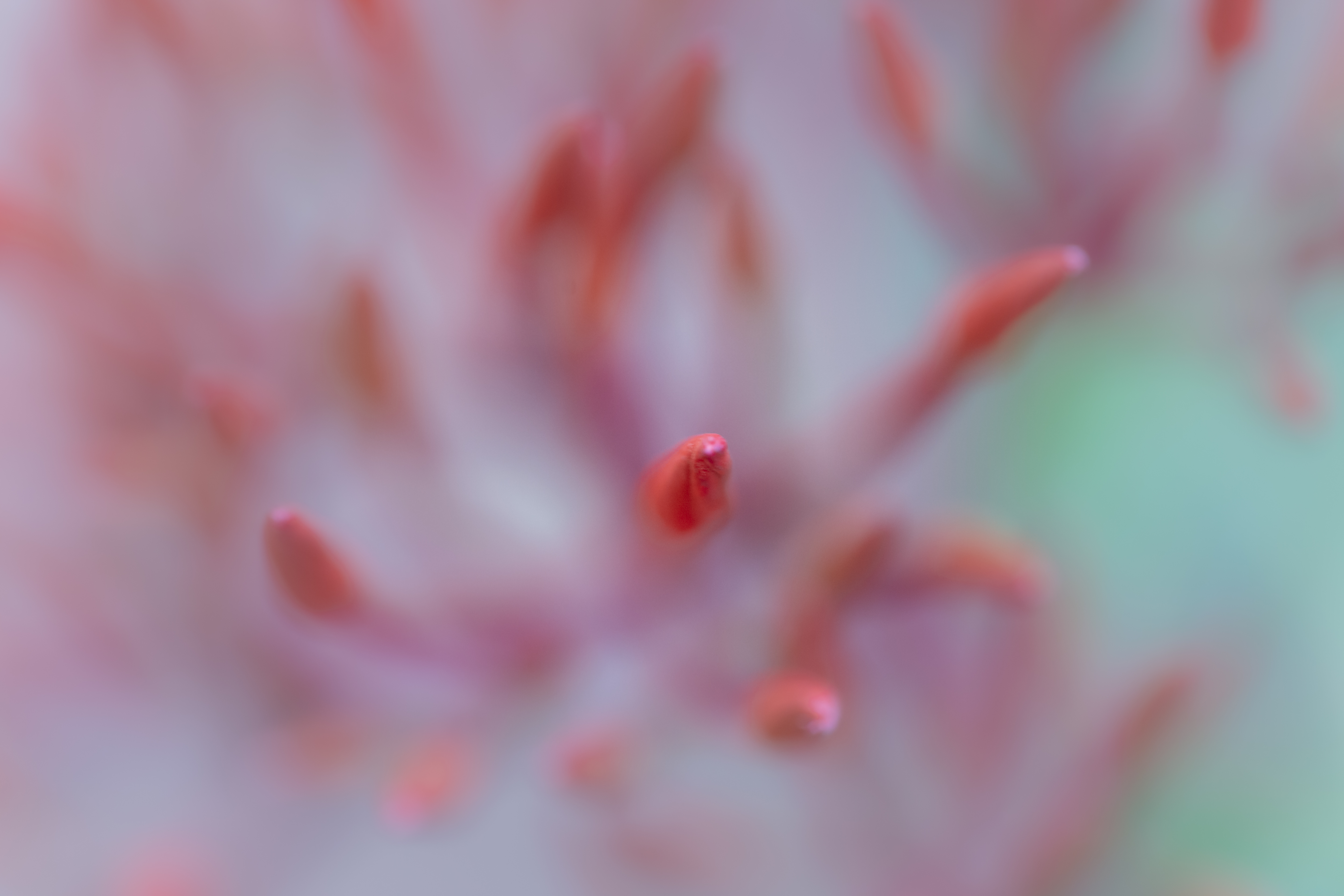 Flora 29