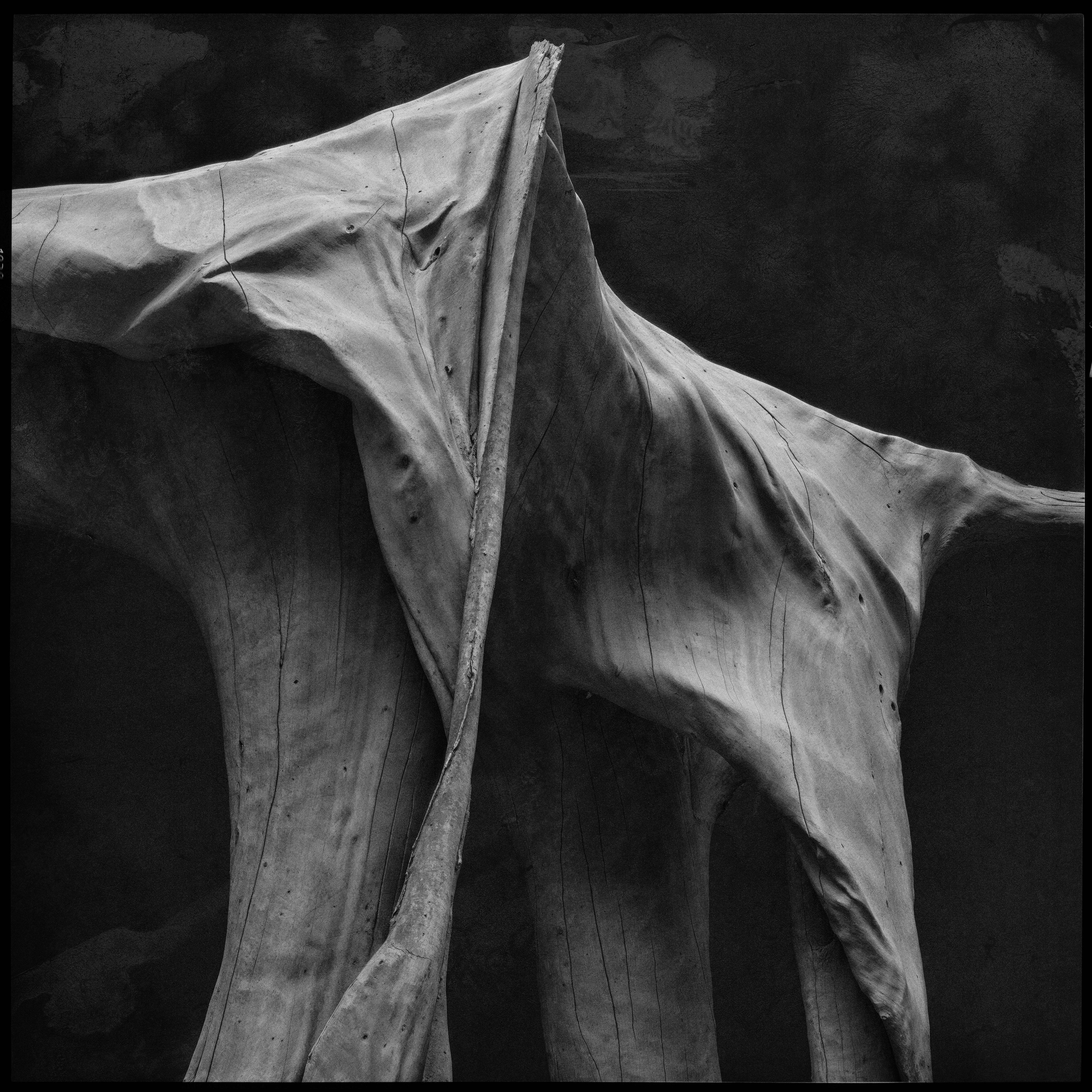 "roots and branches" #09