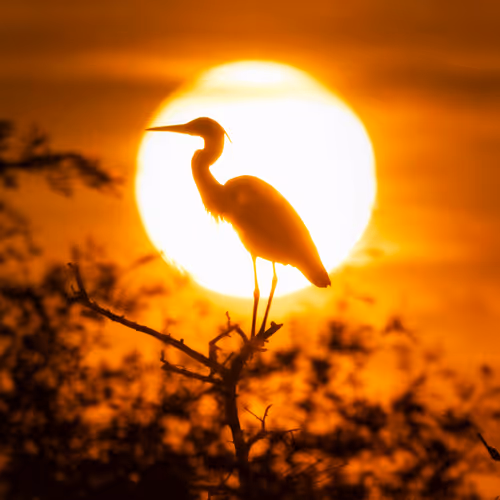 Sunset Glory