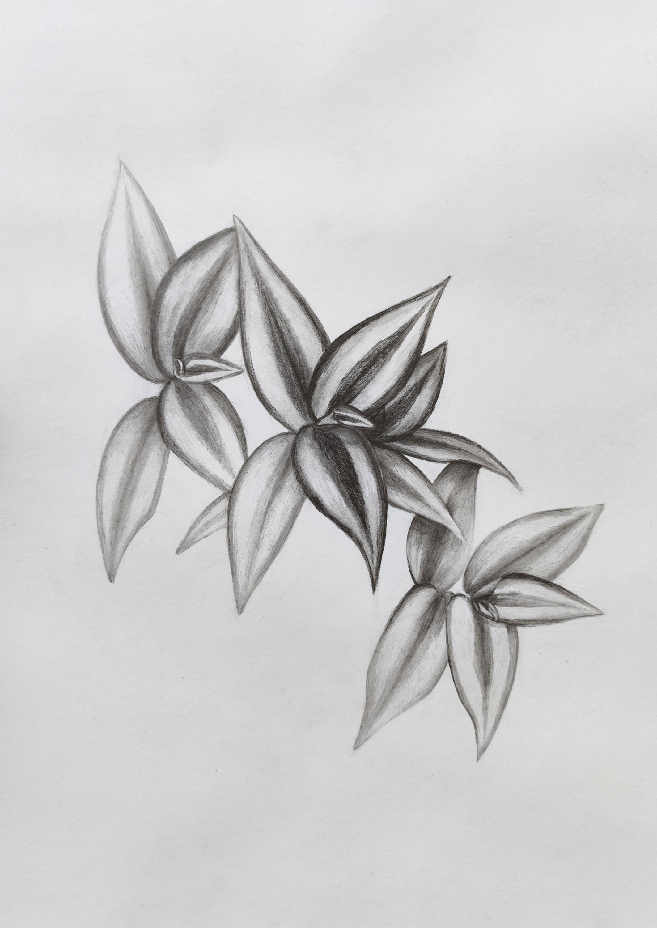 Tradescantia zebrina