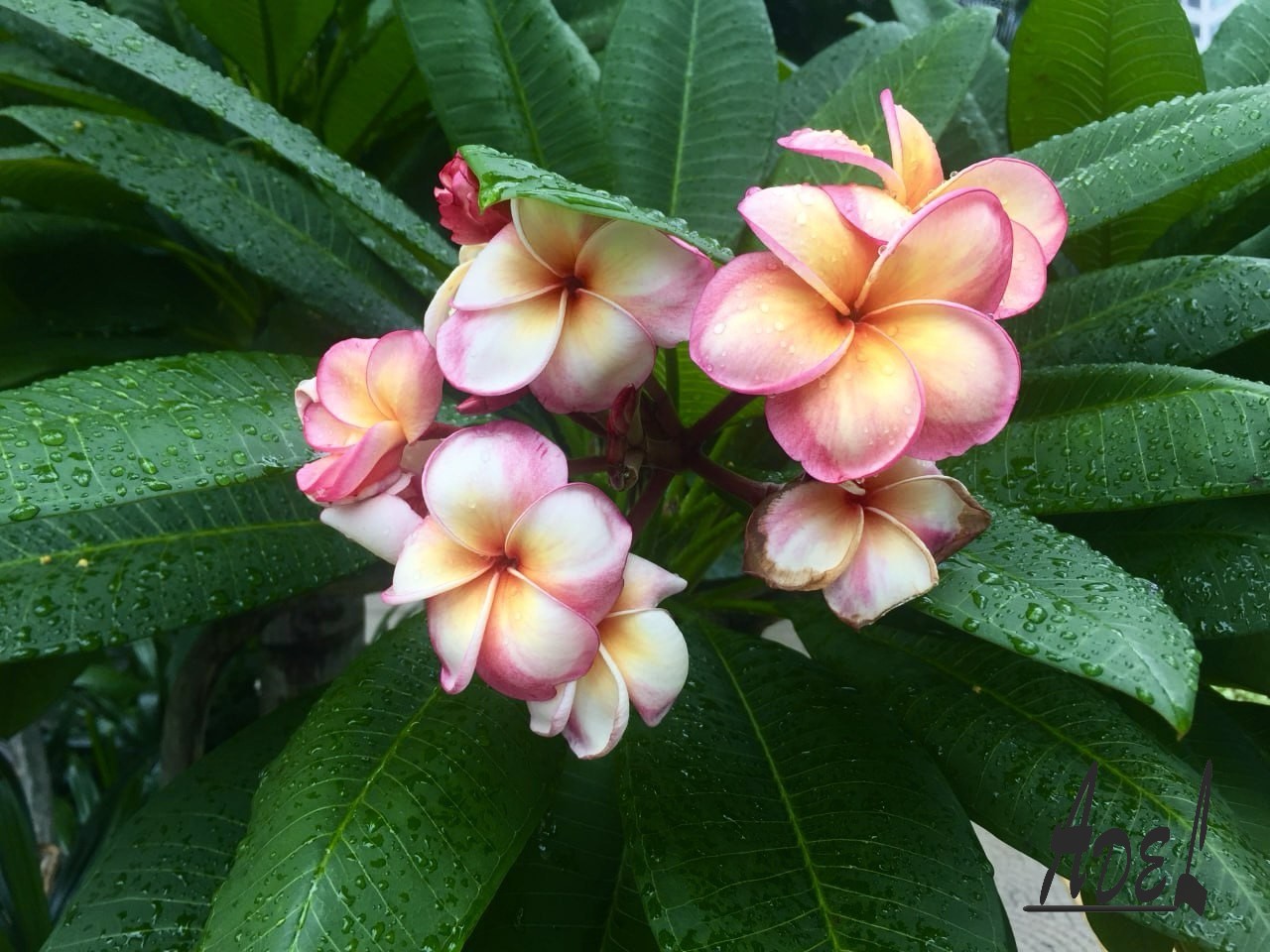 Tropical Flower
