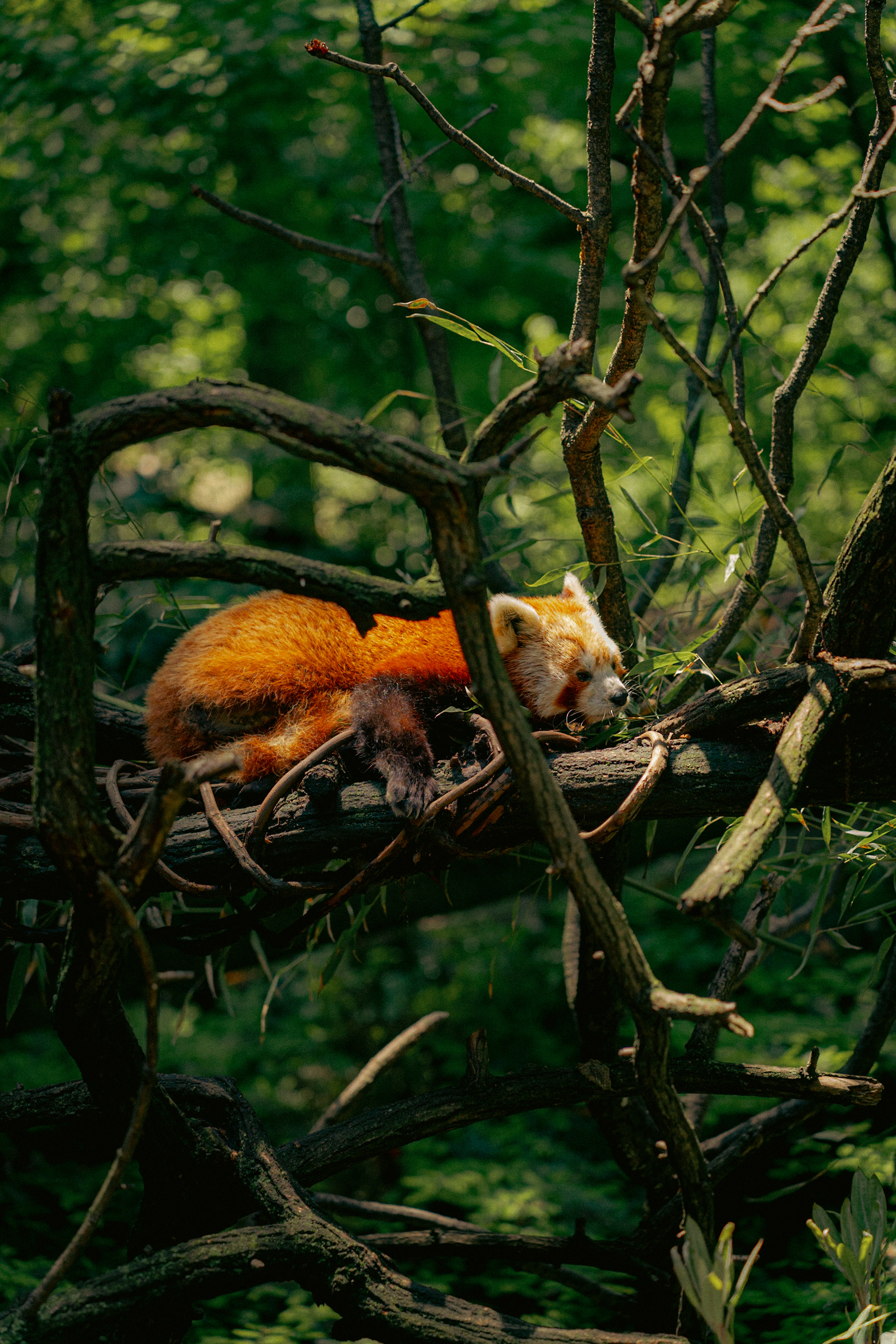 Red Panda