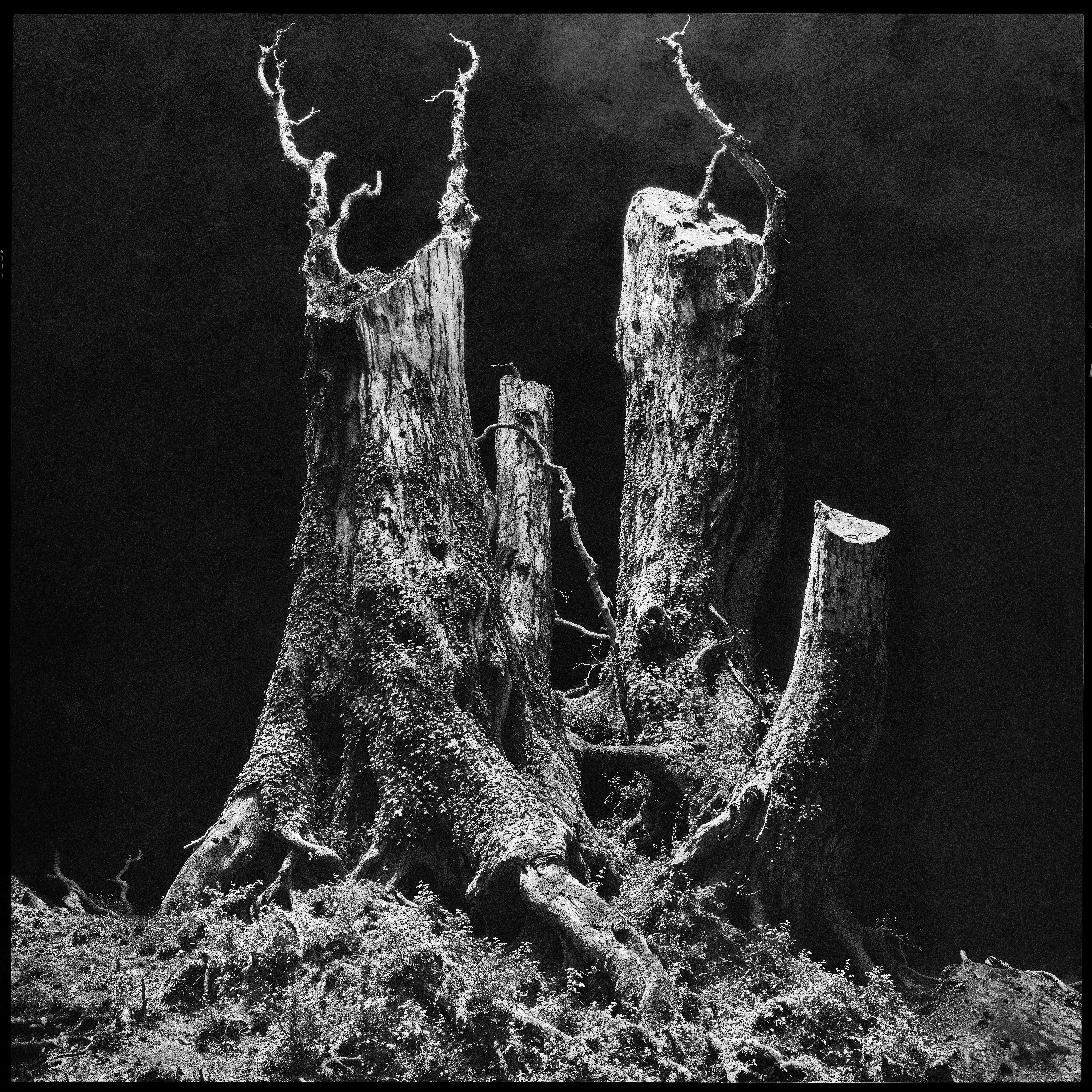 "roots and branches" #23