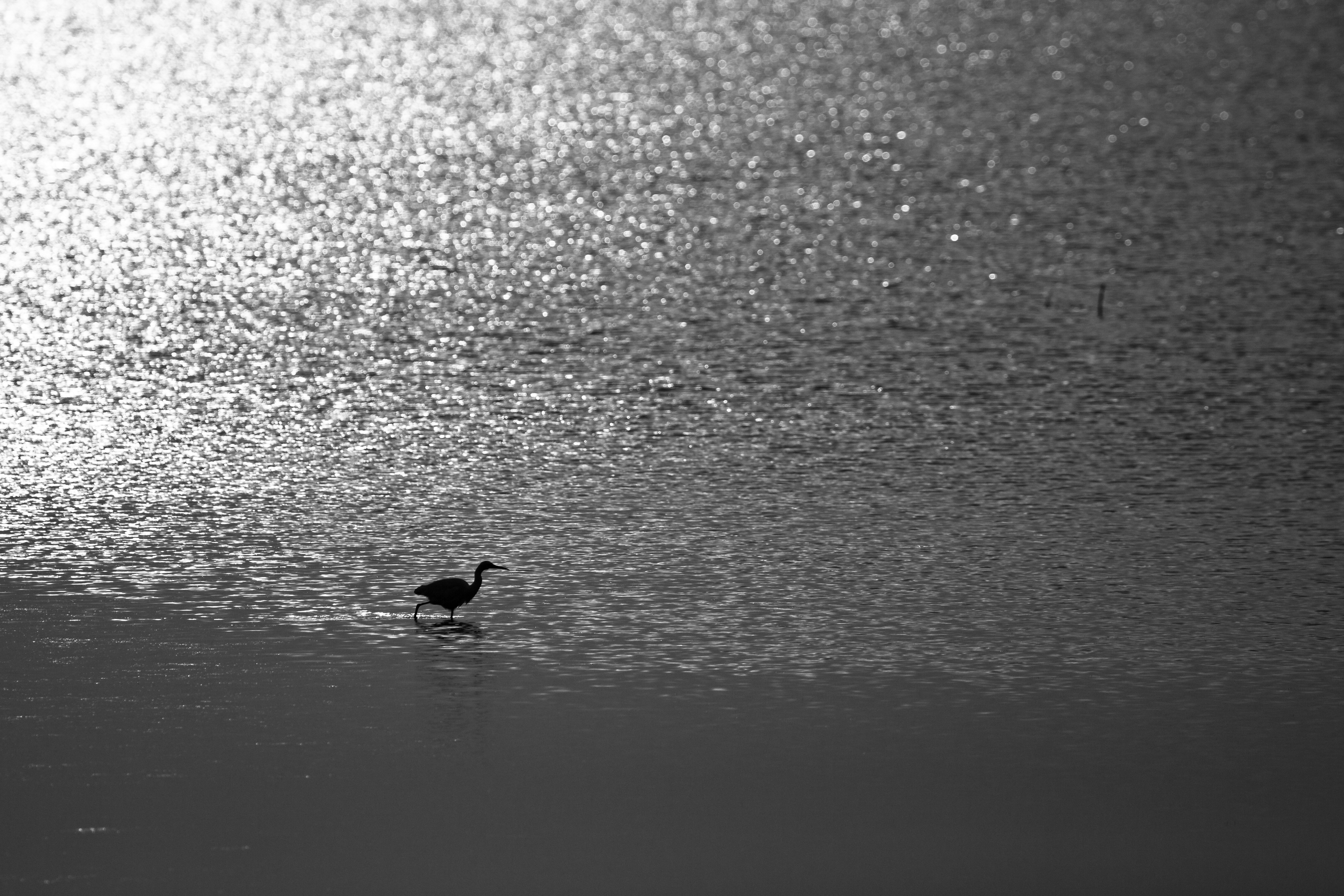 Tranquil Wanderer #21