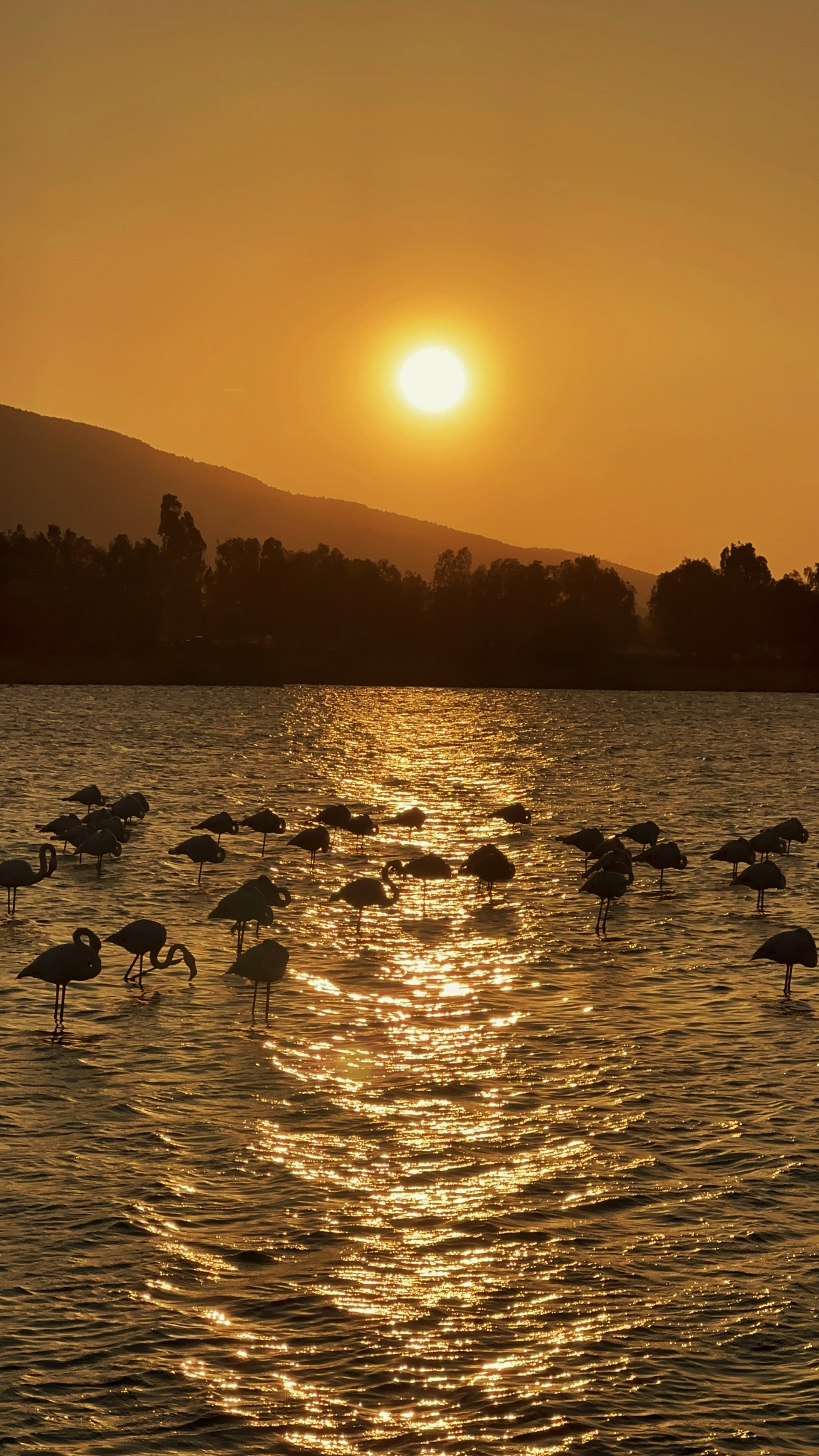 Sunset and flamingos 🌞🦩