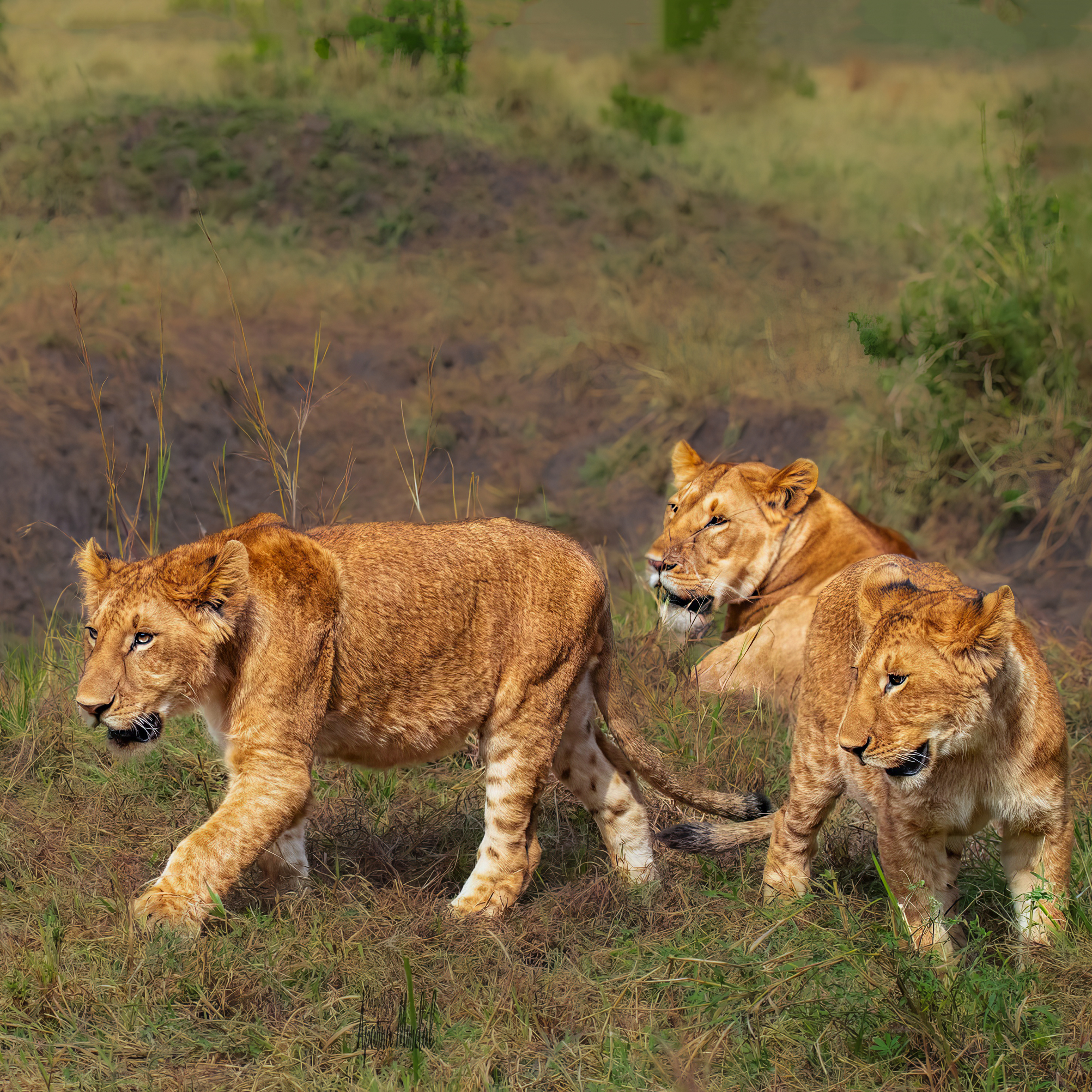 Lioness with Cubs