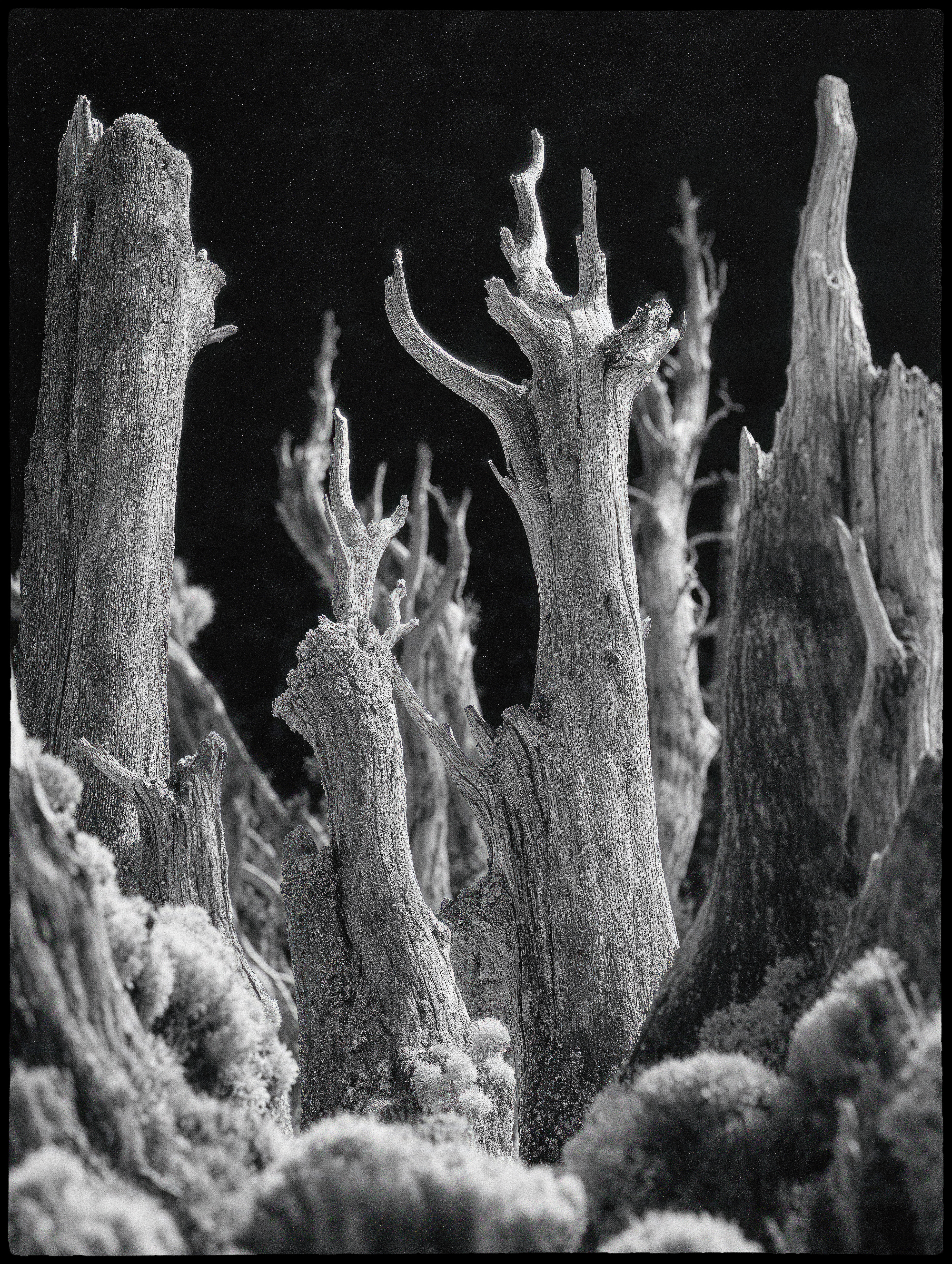 "roots and branches" #58