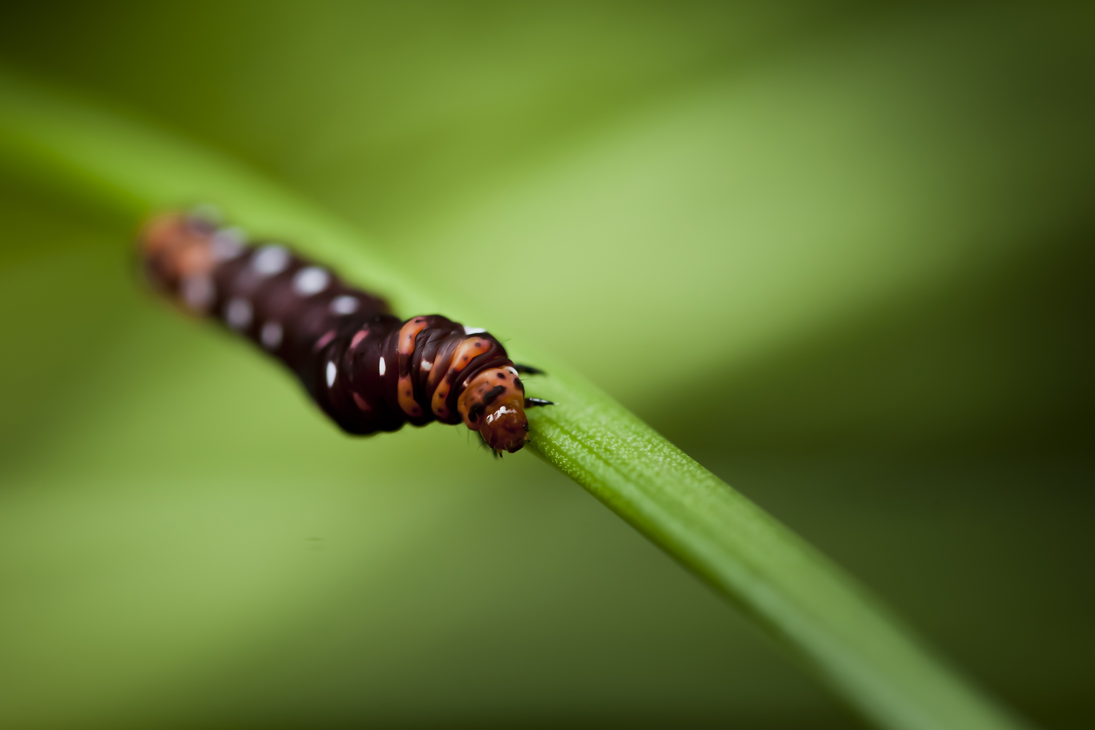 Tiny Marvels of Nature