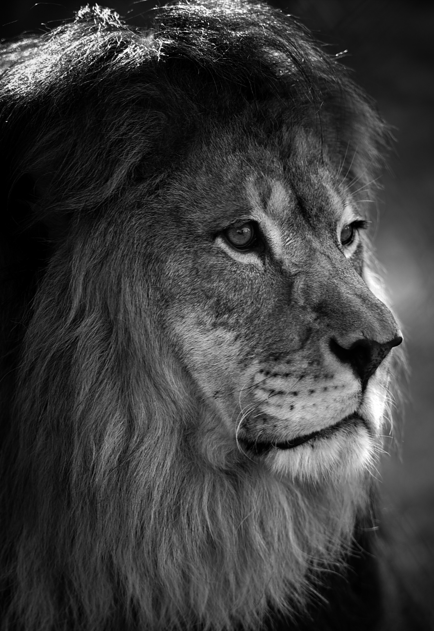 Majestic Gaze: The King of the Wild