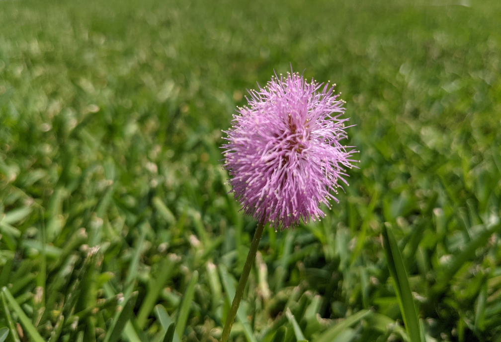 Mimosas anyone ? 😁