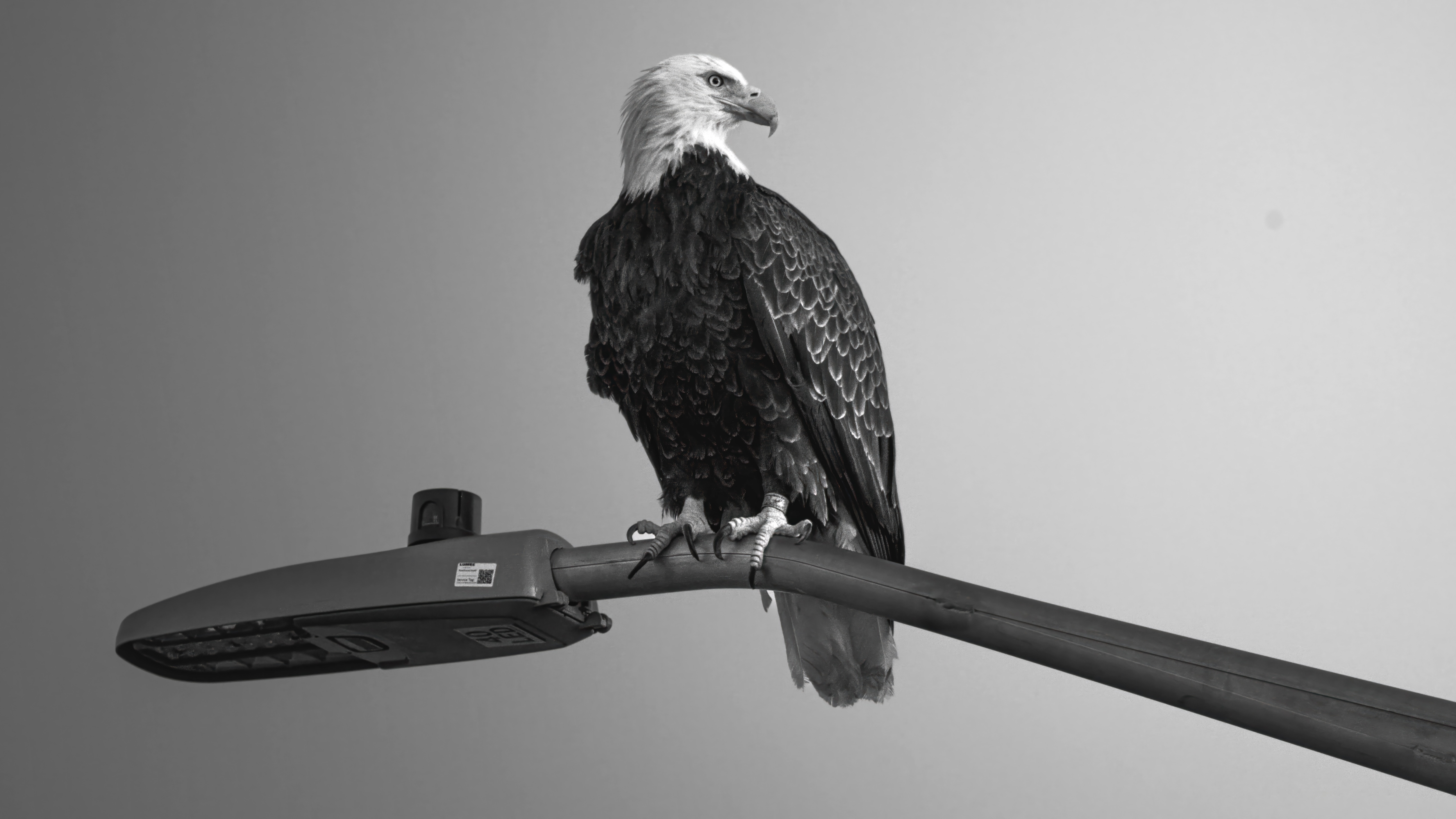 The Eagle Has Landed