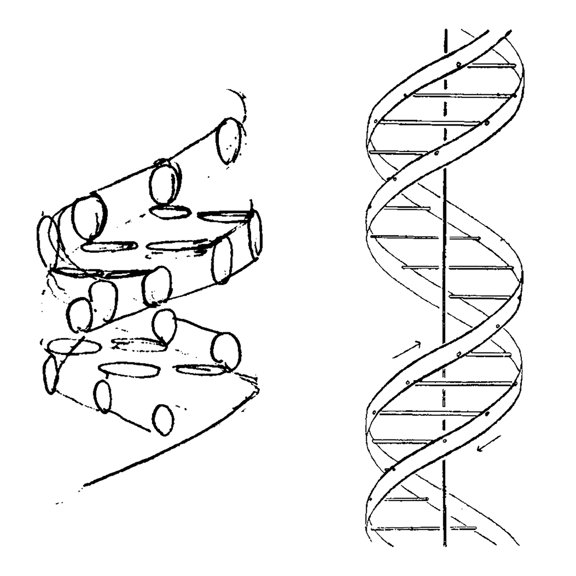 First drawing of DNA #4