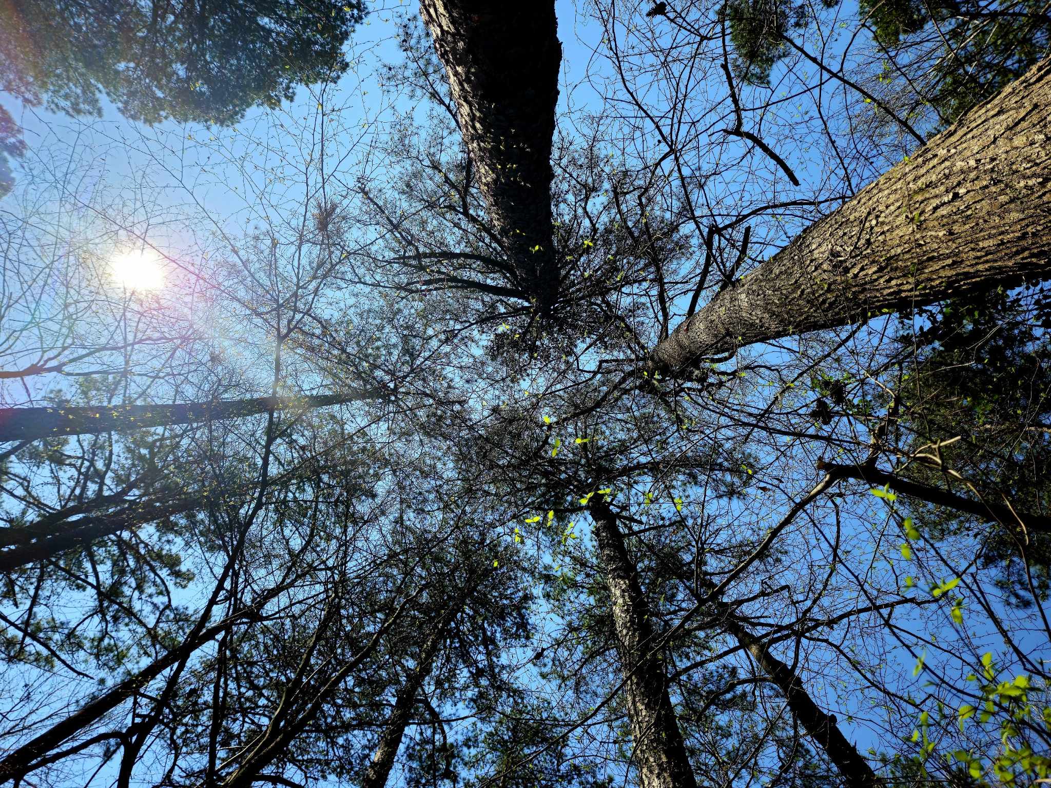 Among the Branches, Hope #9