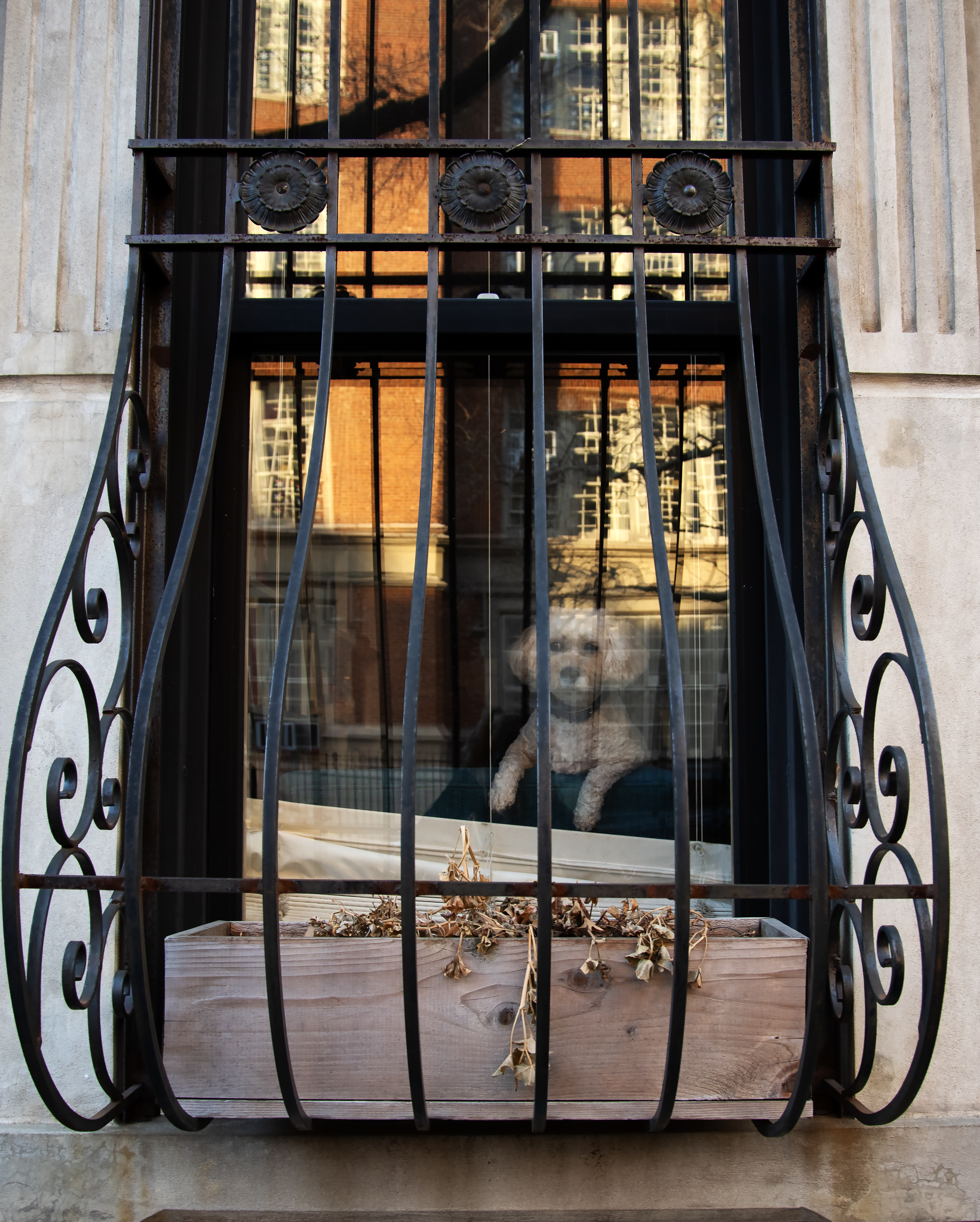 Dog in Window