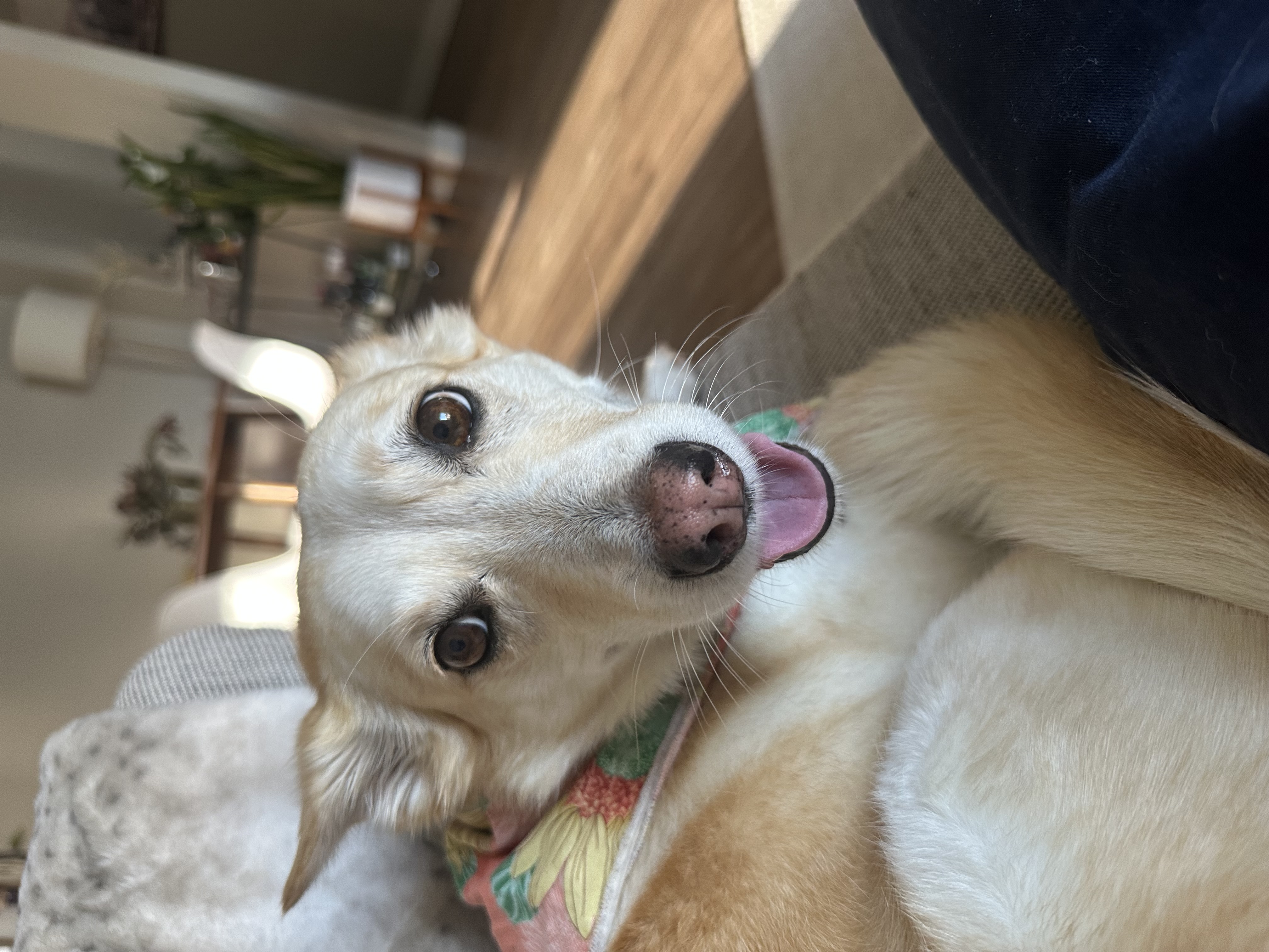 boop