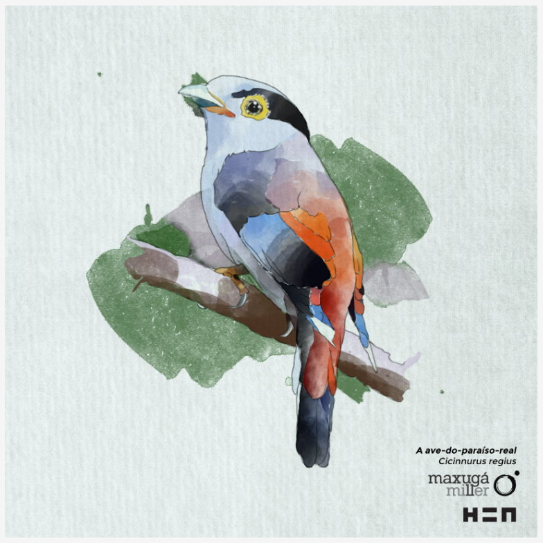 Ave do Paraíso Real - Cicinnurus regius #21