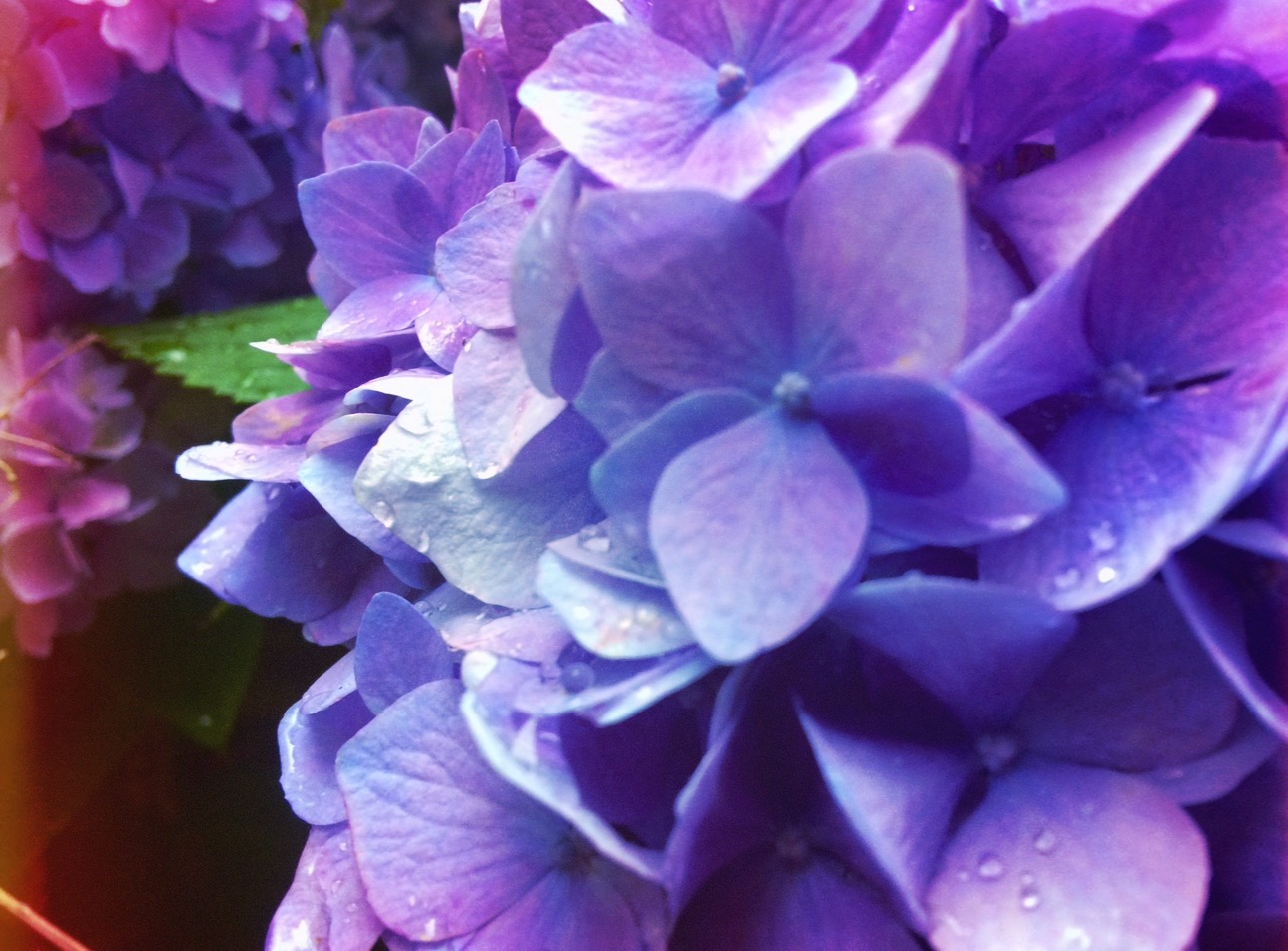 💜Hydrangea