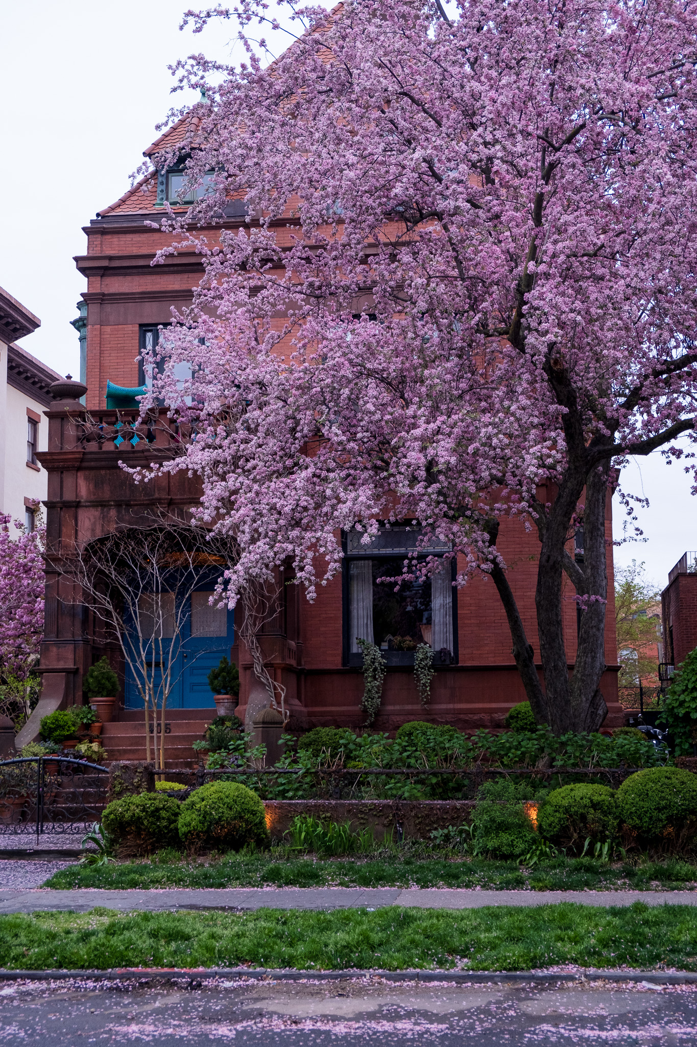 A Tree Grows In Brooklyn