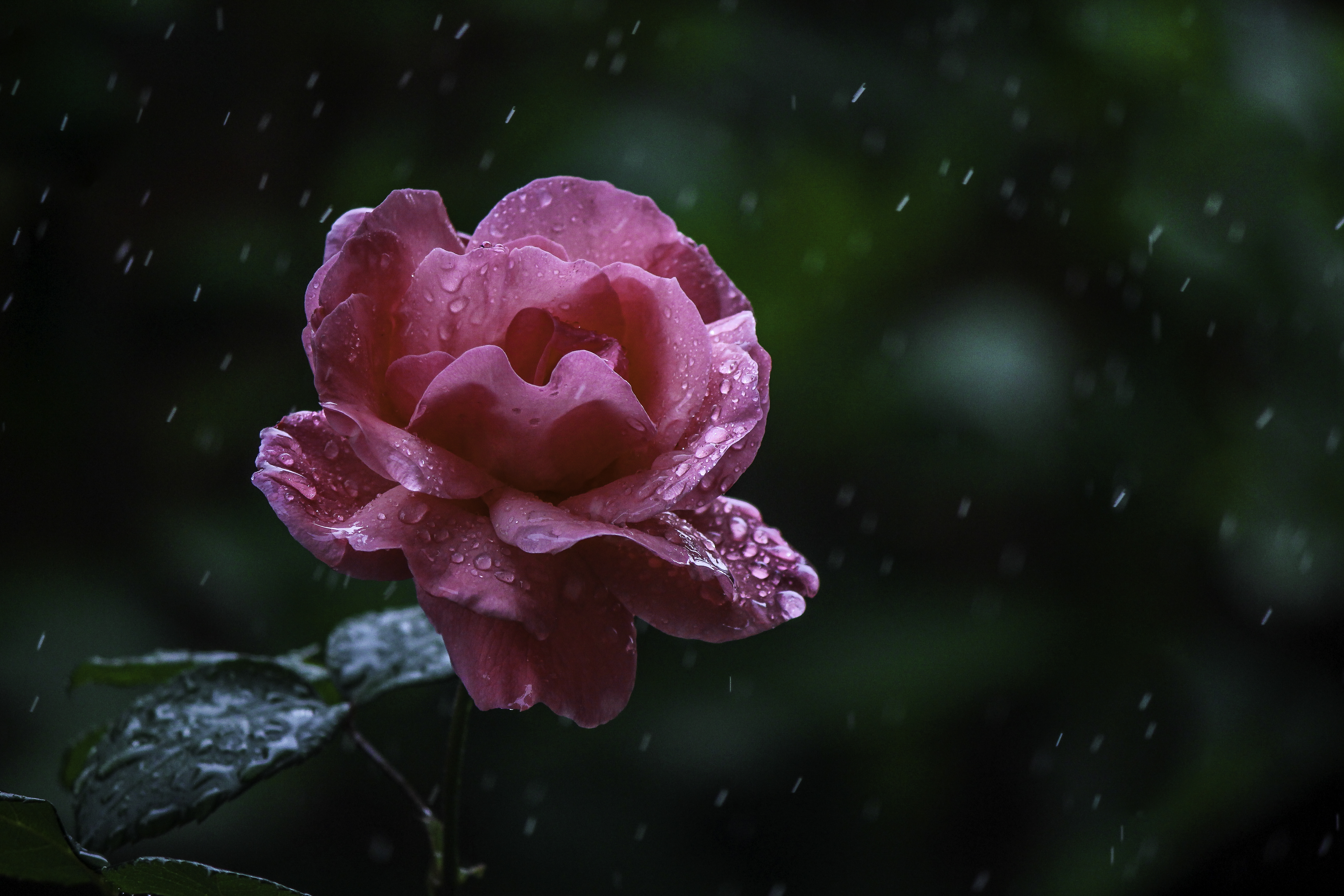 Monsoon Diary #1