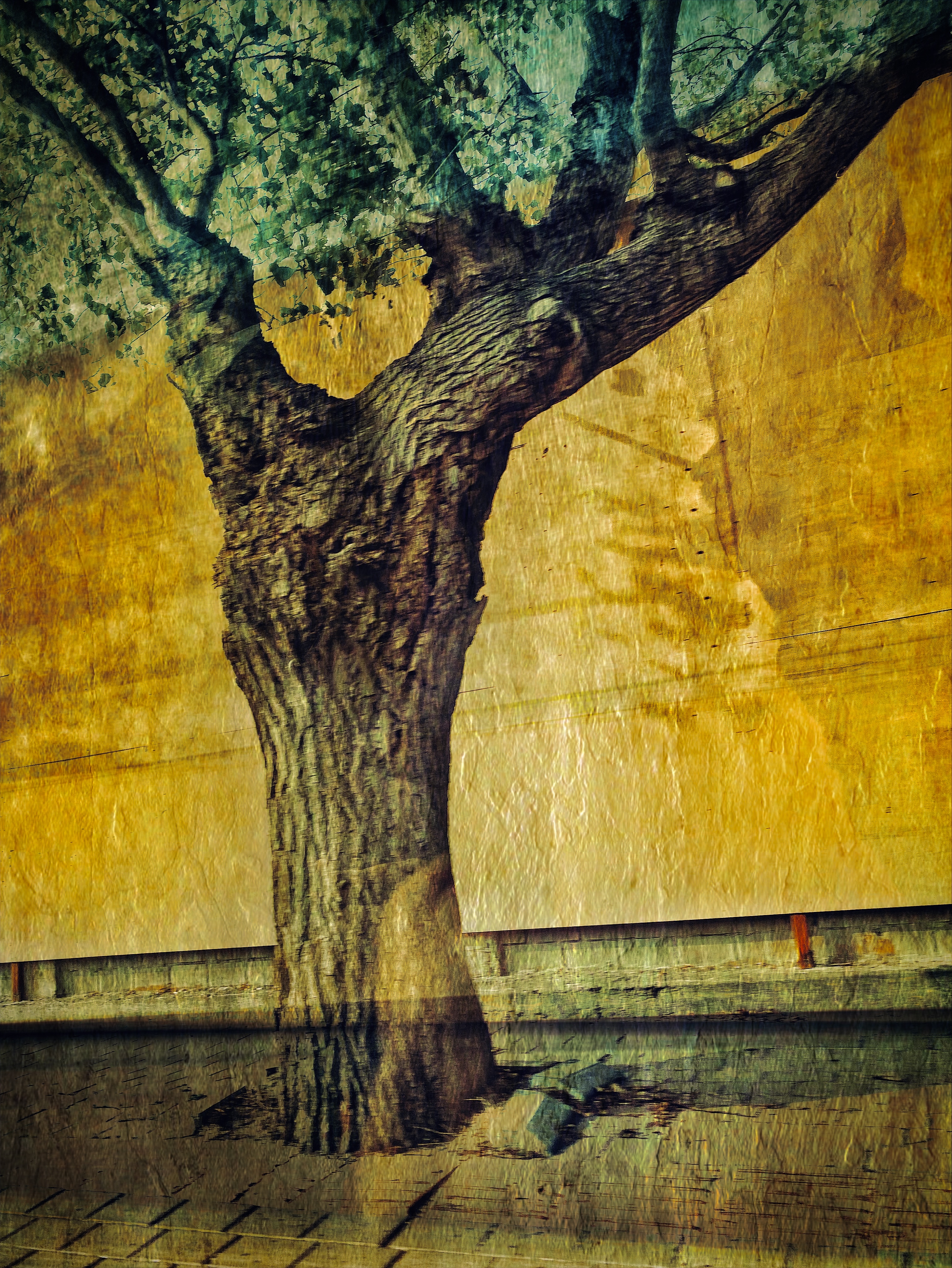 Tree on the road #29