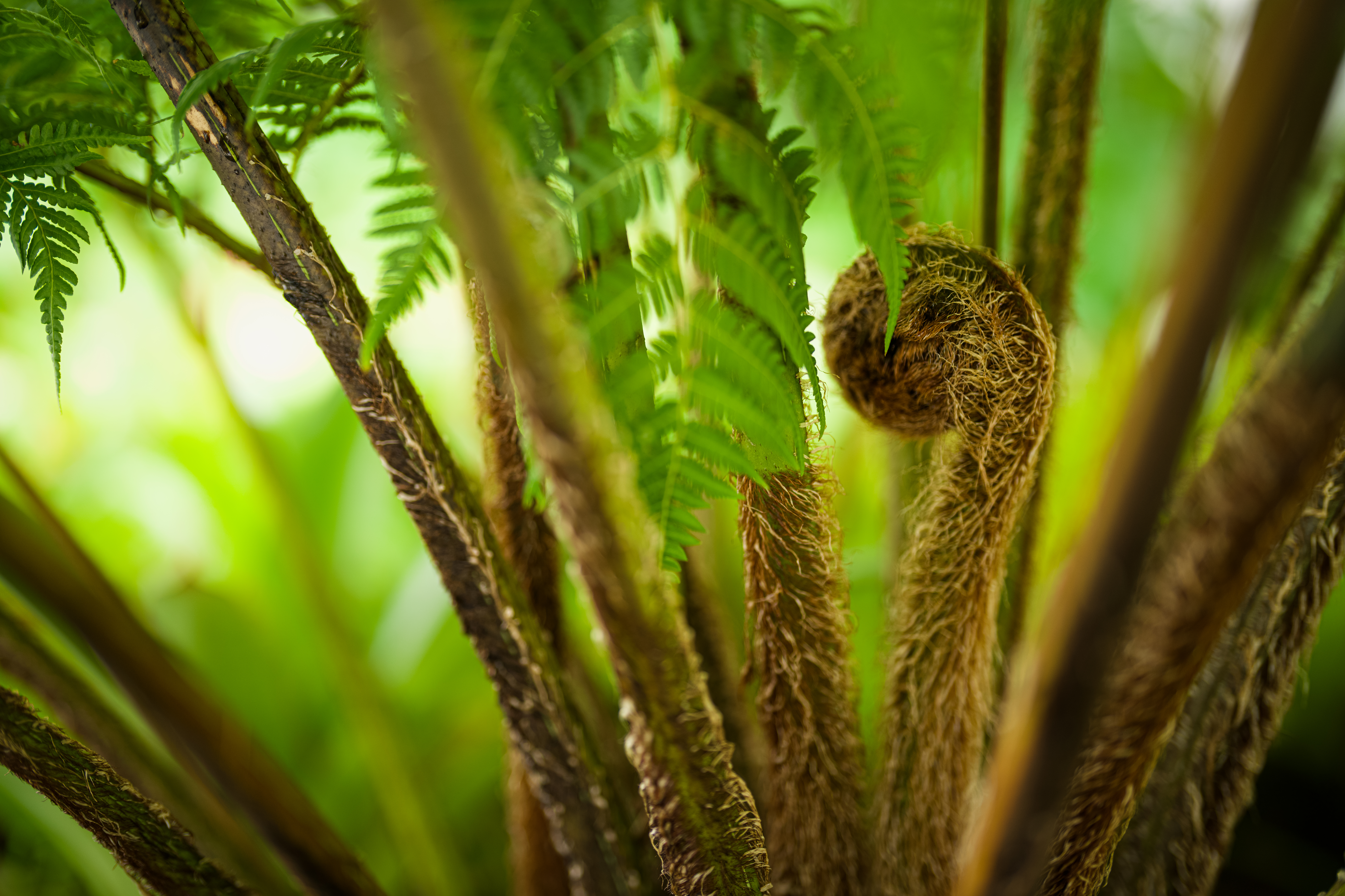 ah fiddleheads