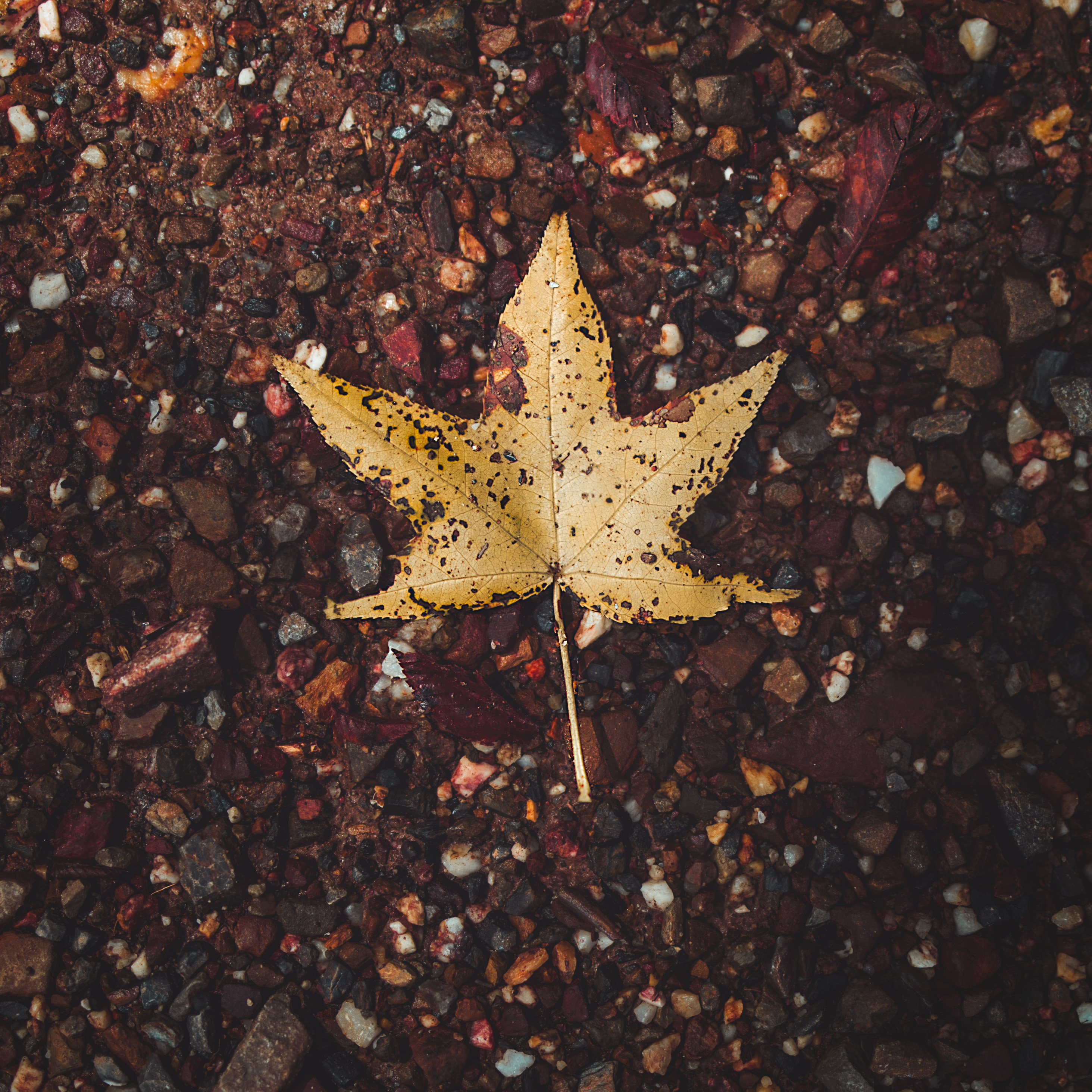 A Leaf