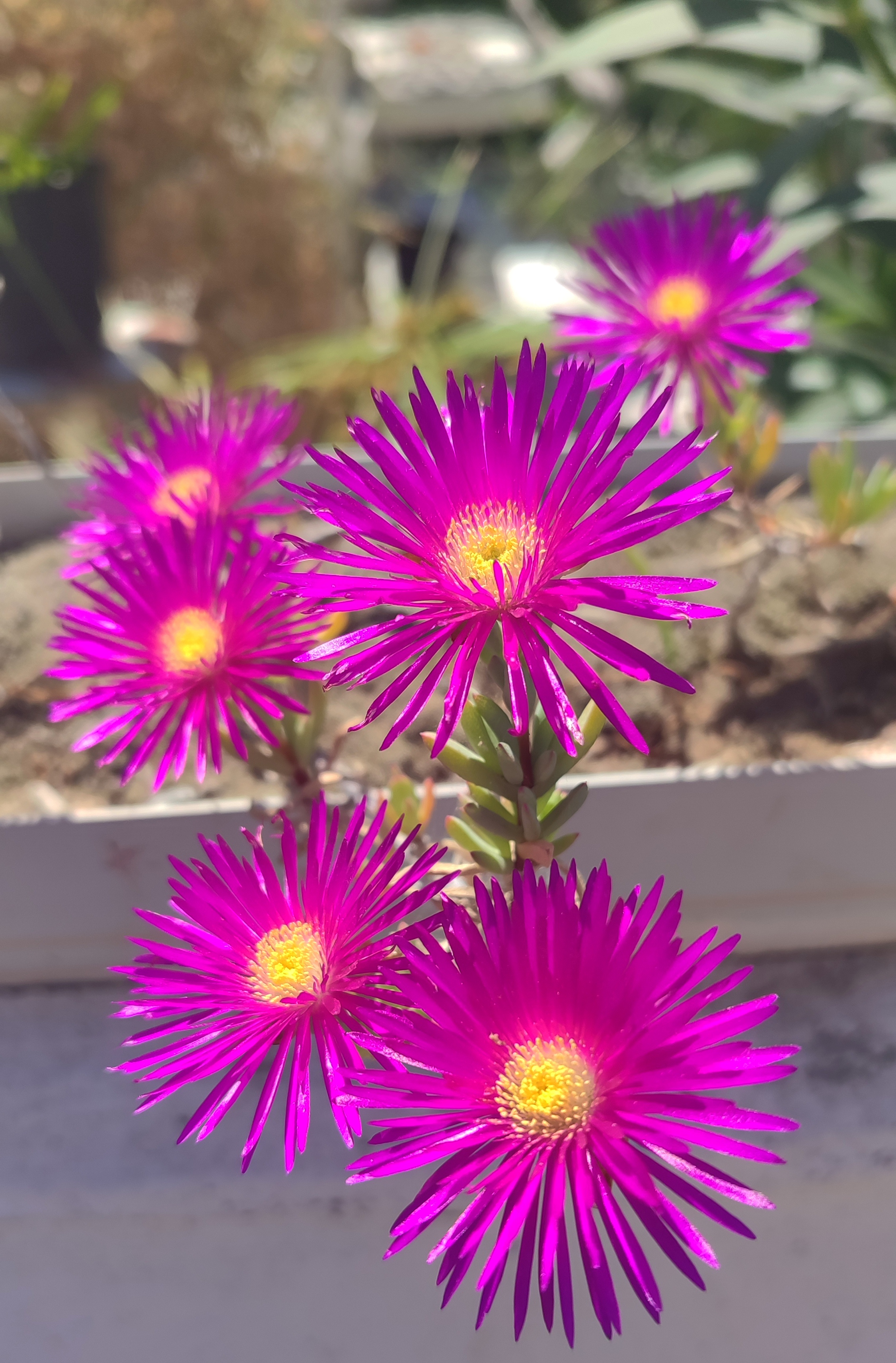 Flower #7