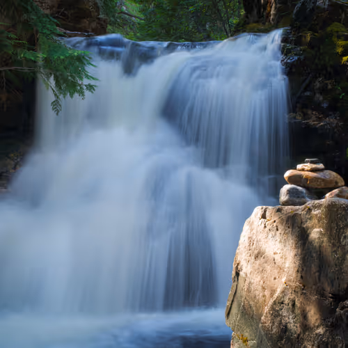 forest bathing