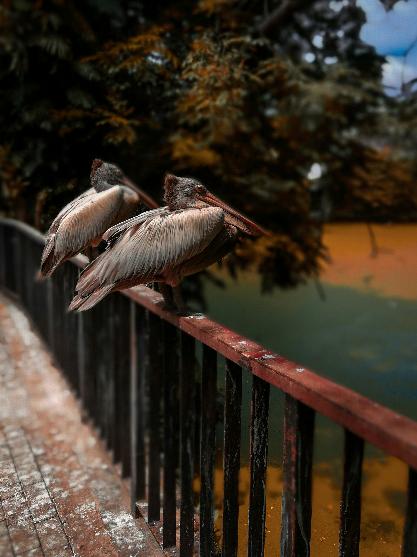 Wings at Rest #423