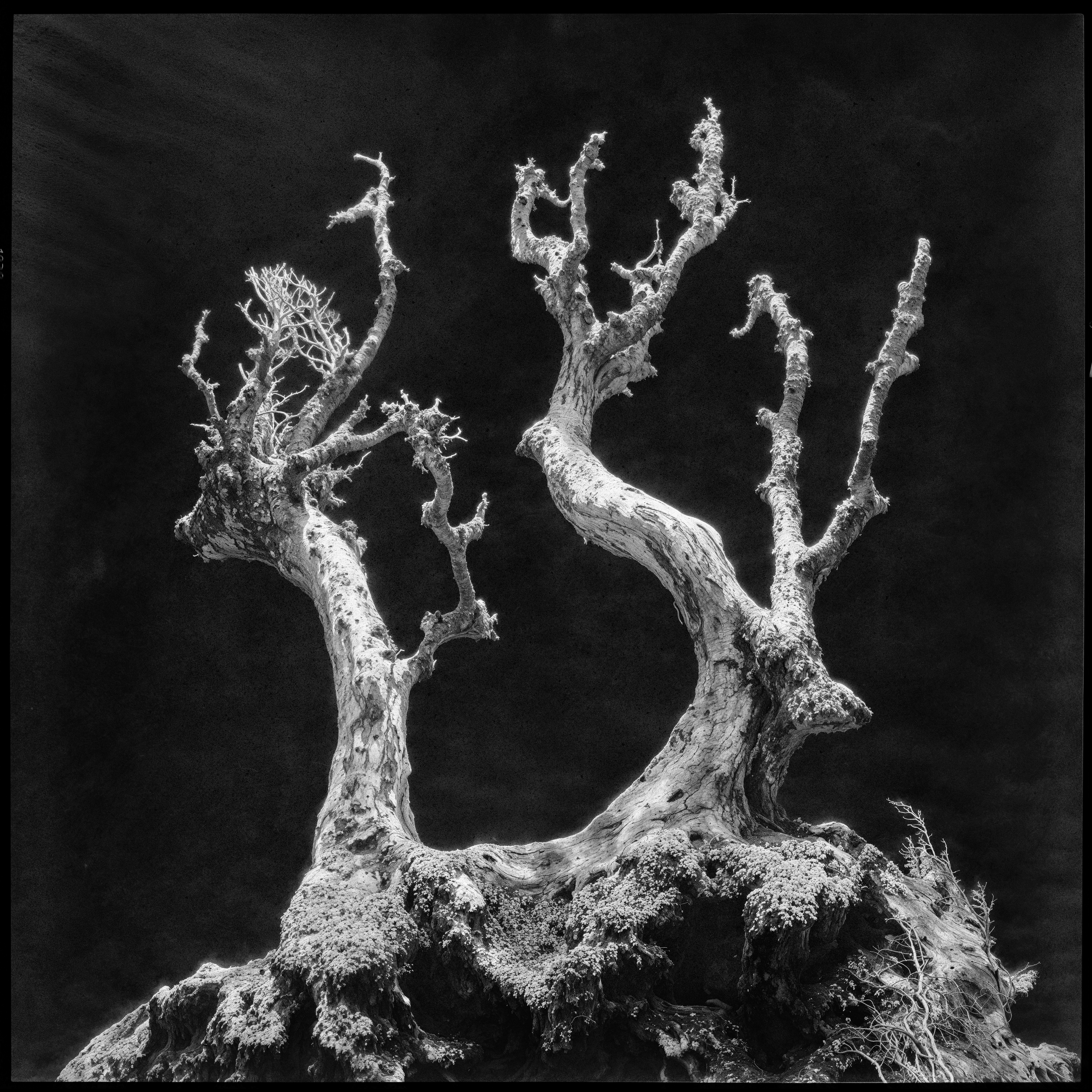 "roots and branches" #18