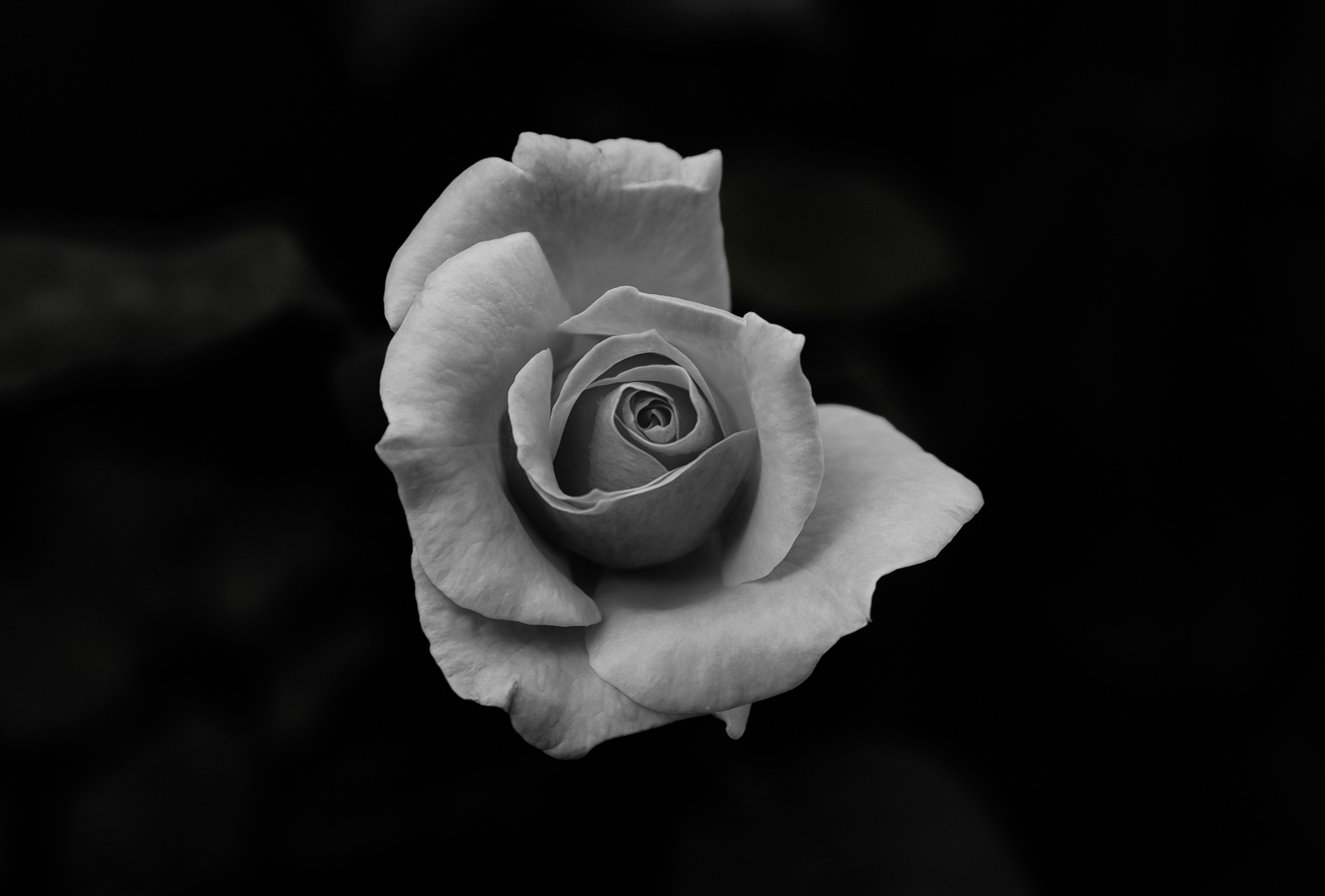 The Quiet Bloom📷 #25