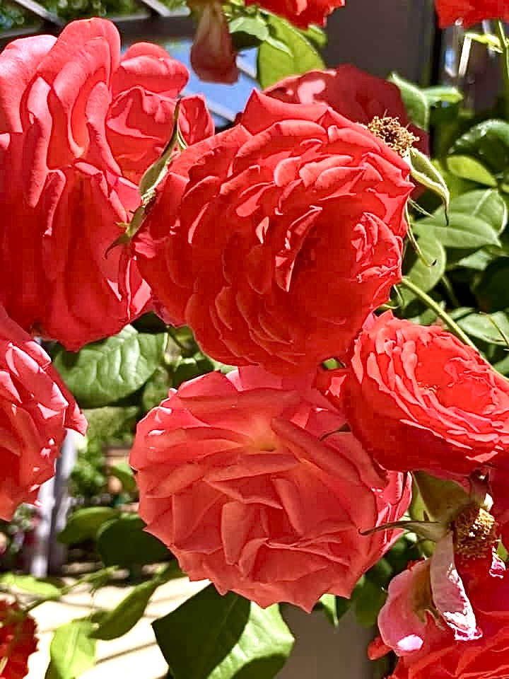 May There Always Be Roses #21