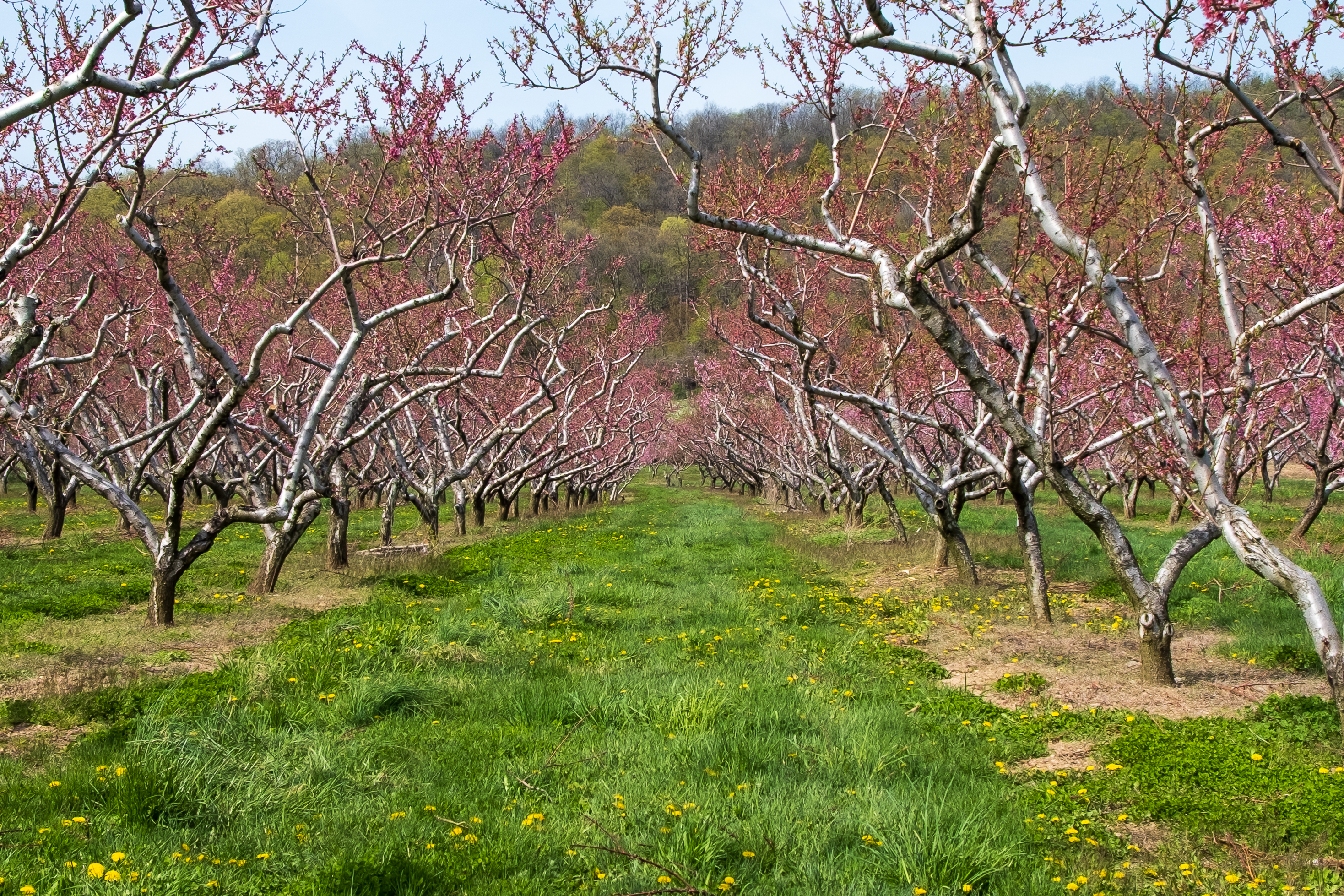 Spring in the Orchards