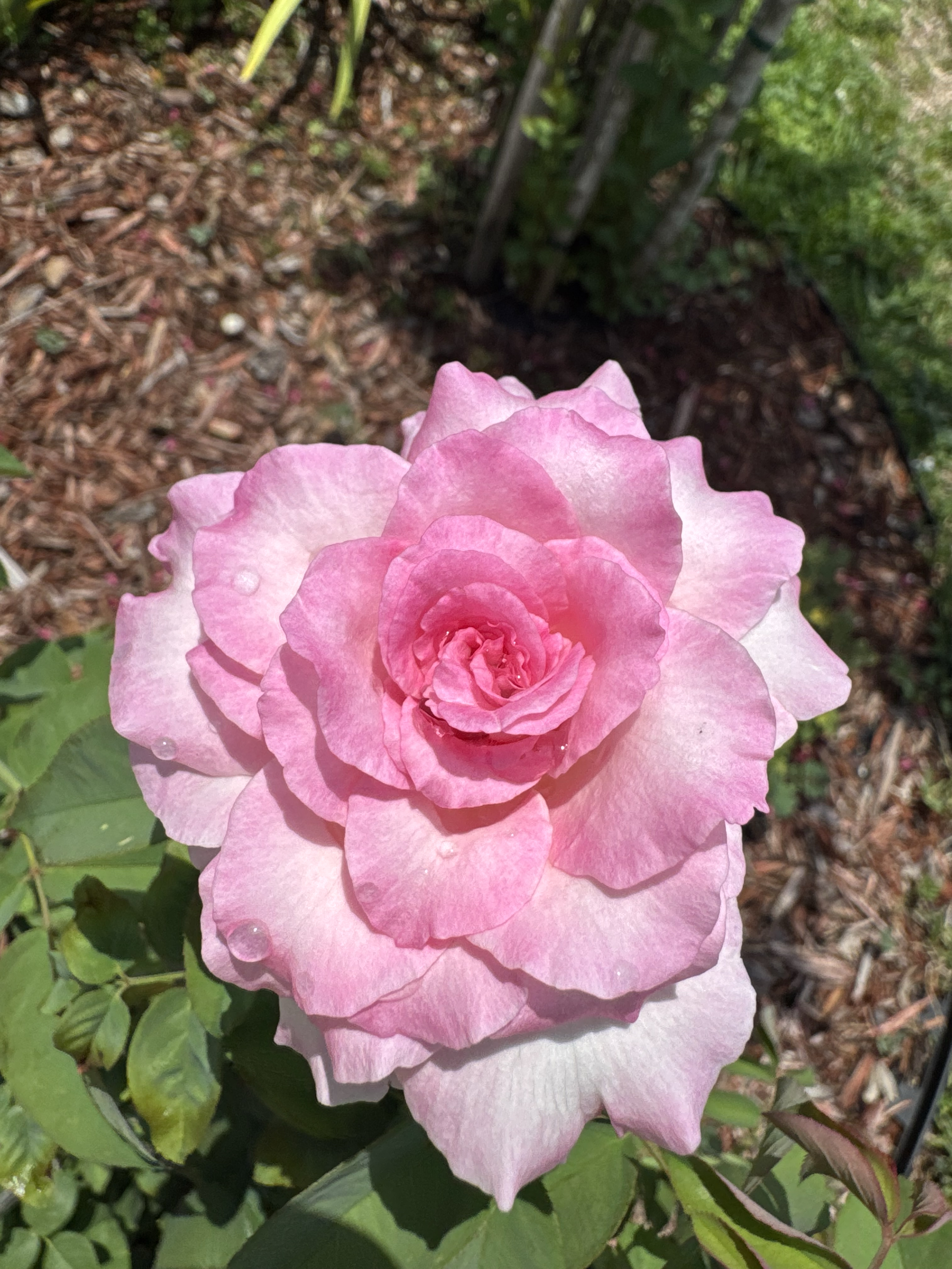 New Bloom May 2025
