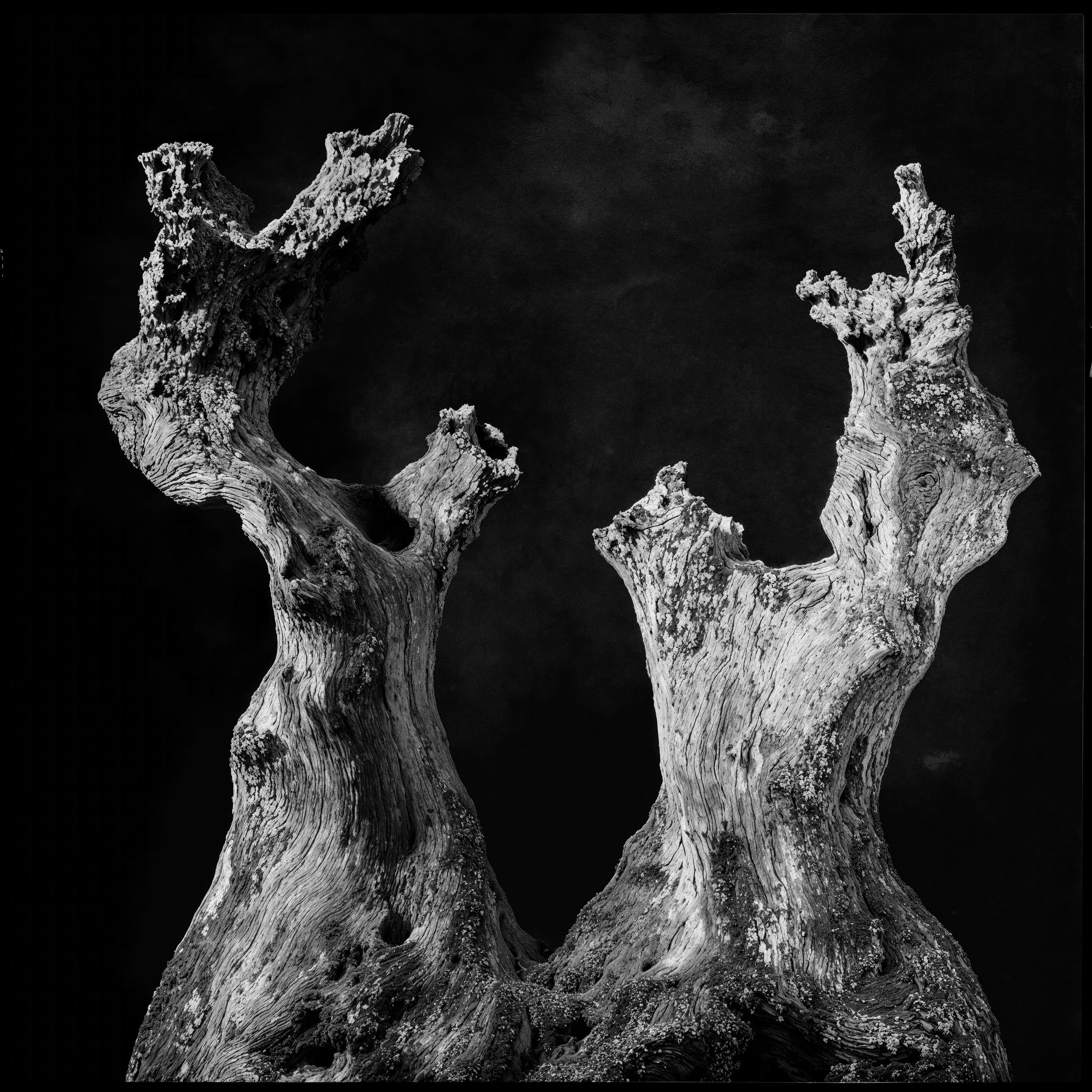 "roots and branches" #42