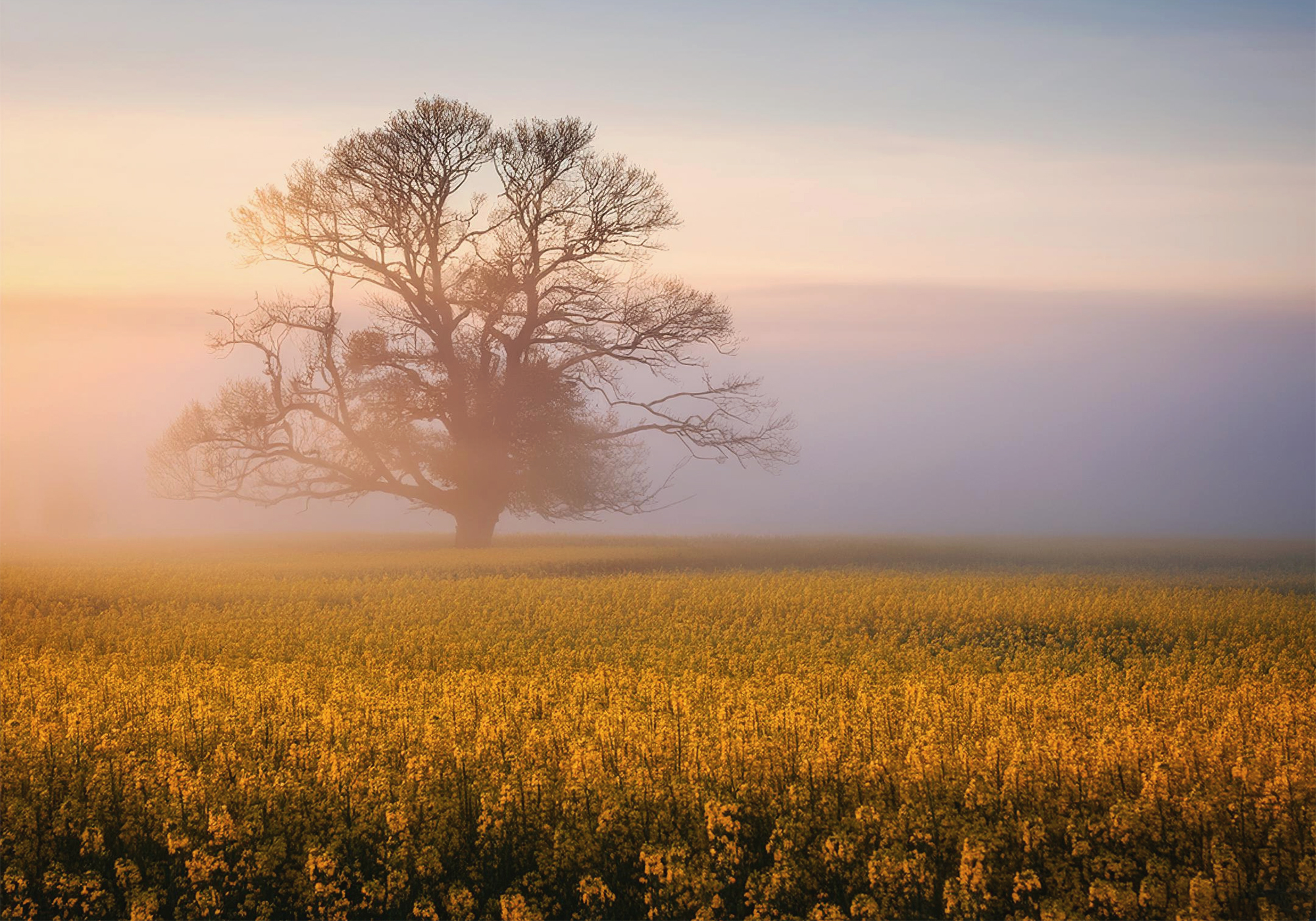 Rapeseed Farm