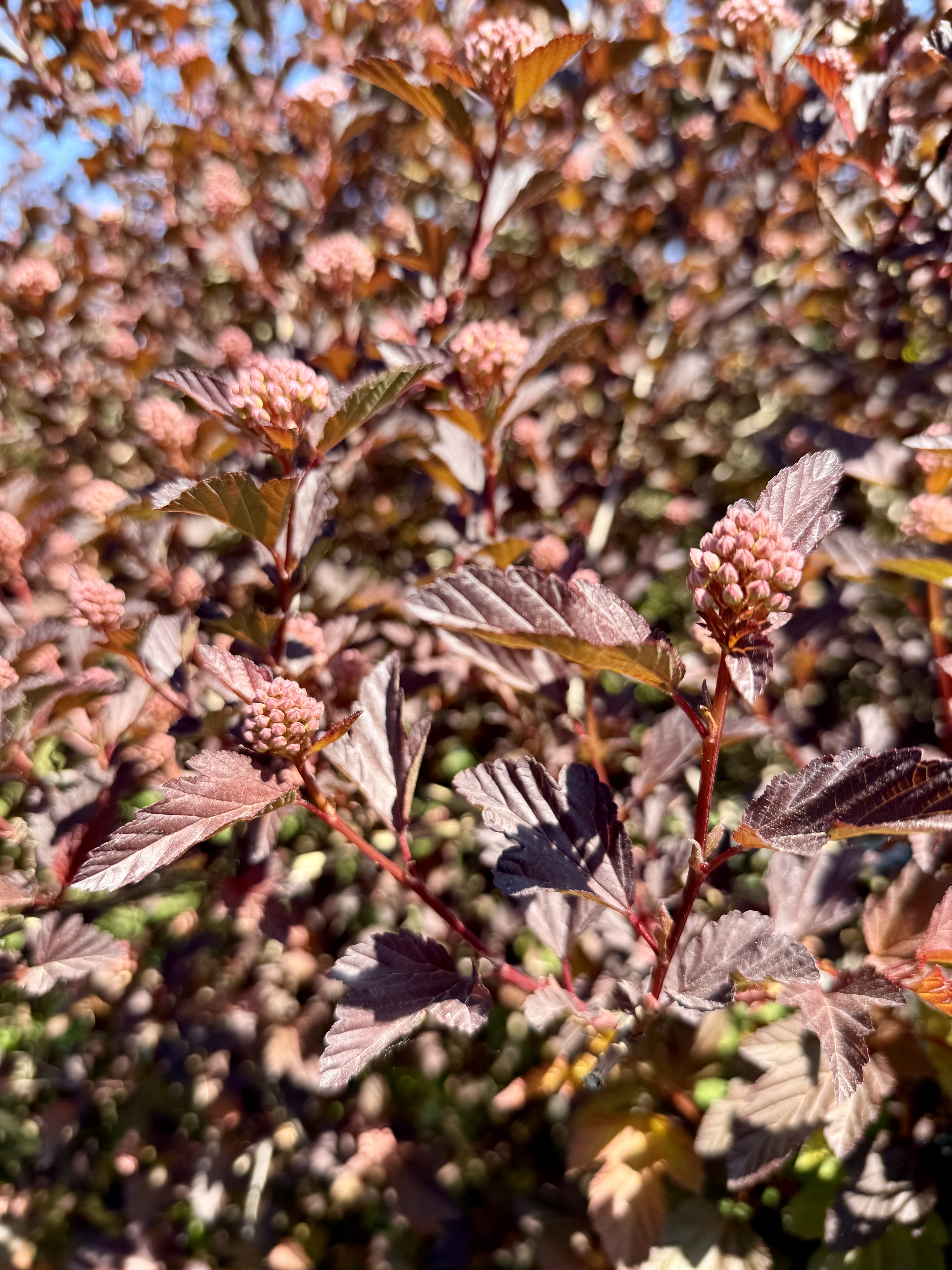 Floral burst #3