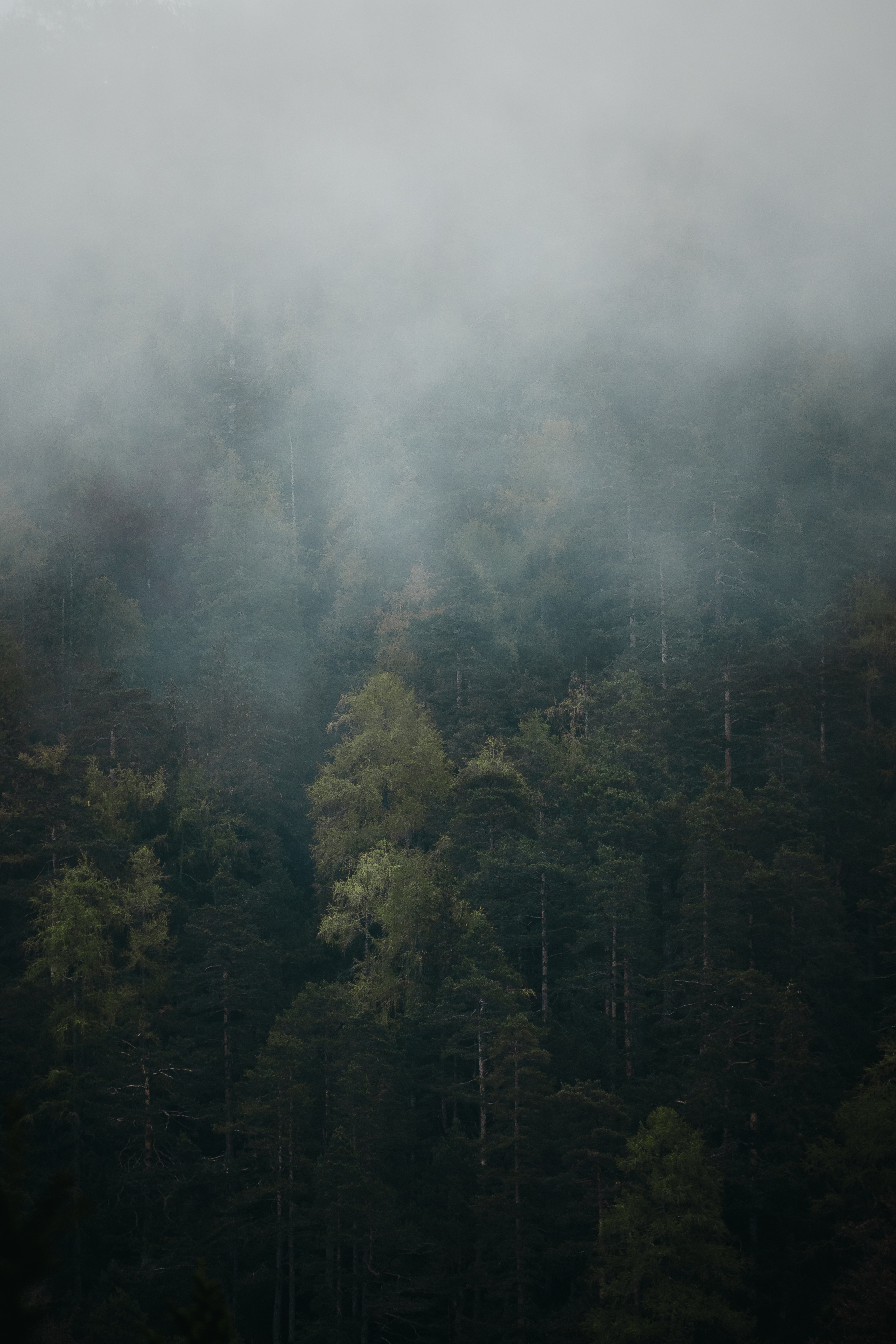 ᨒ↟ Misty Forest