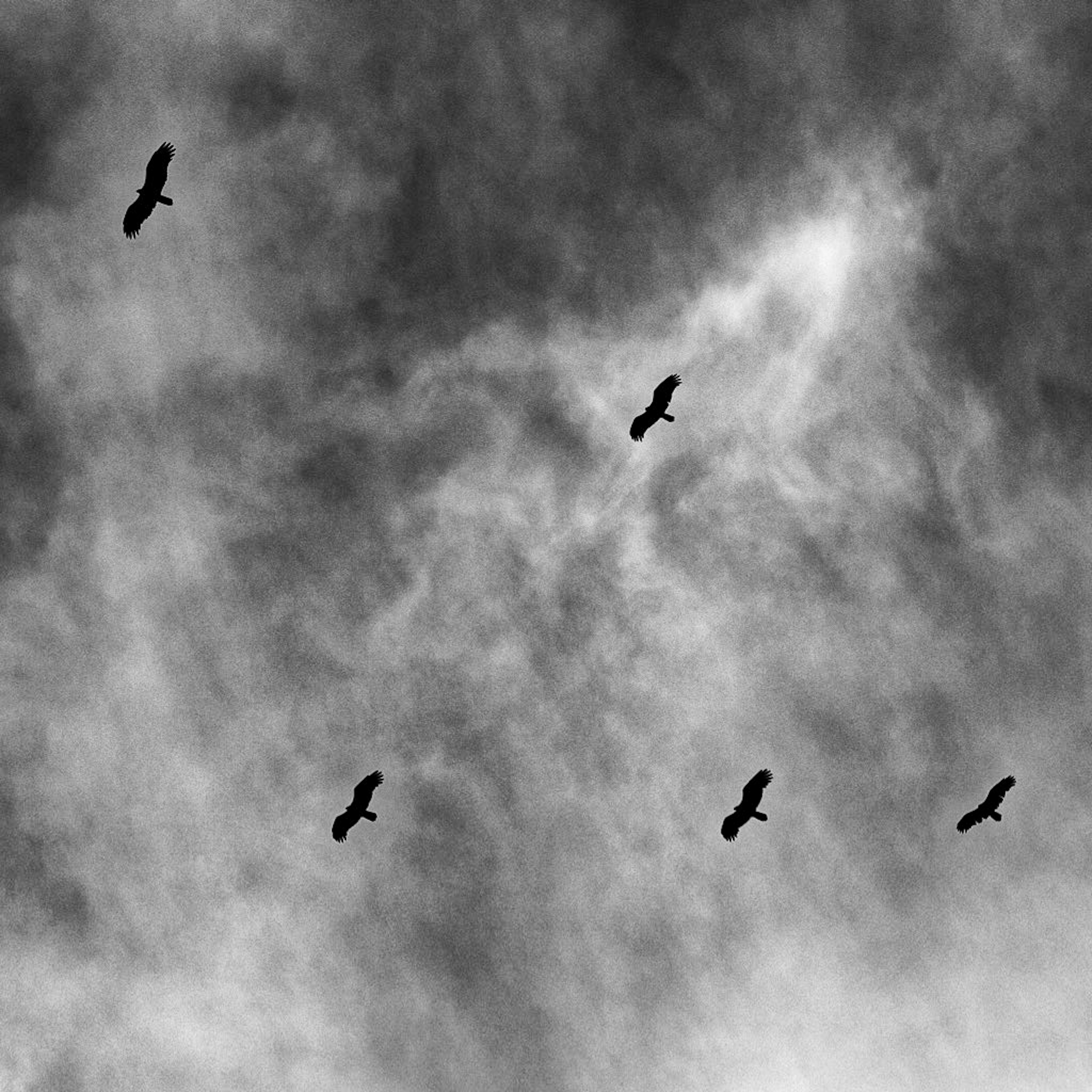 Black birds @ Belize