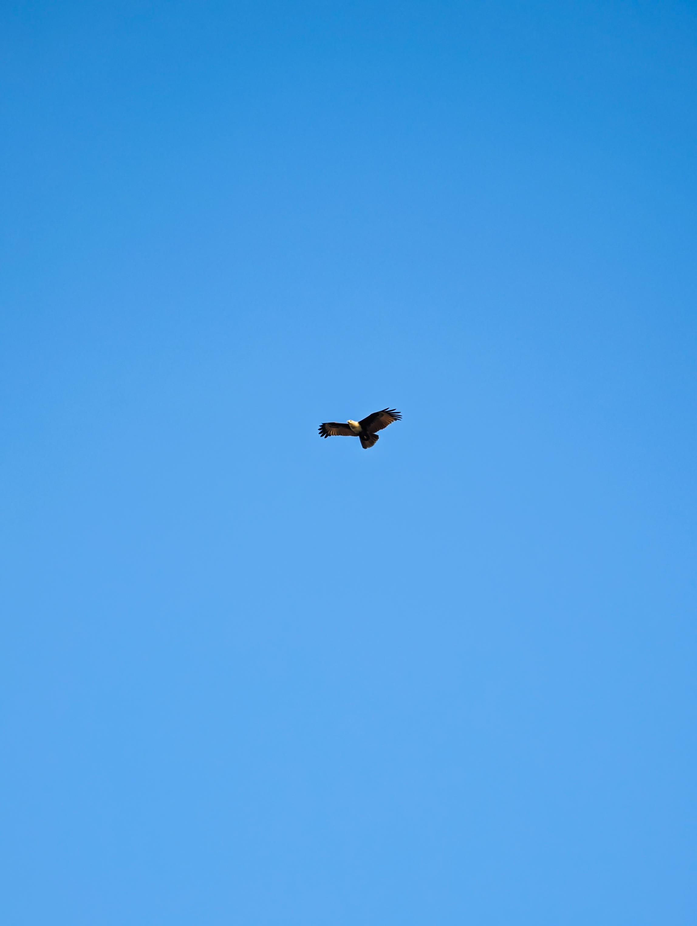 Blue Ascent #33