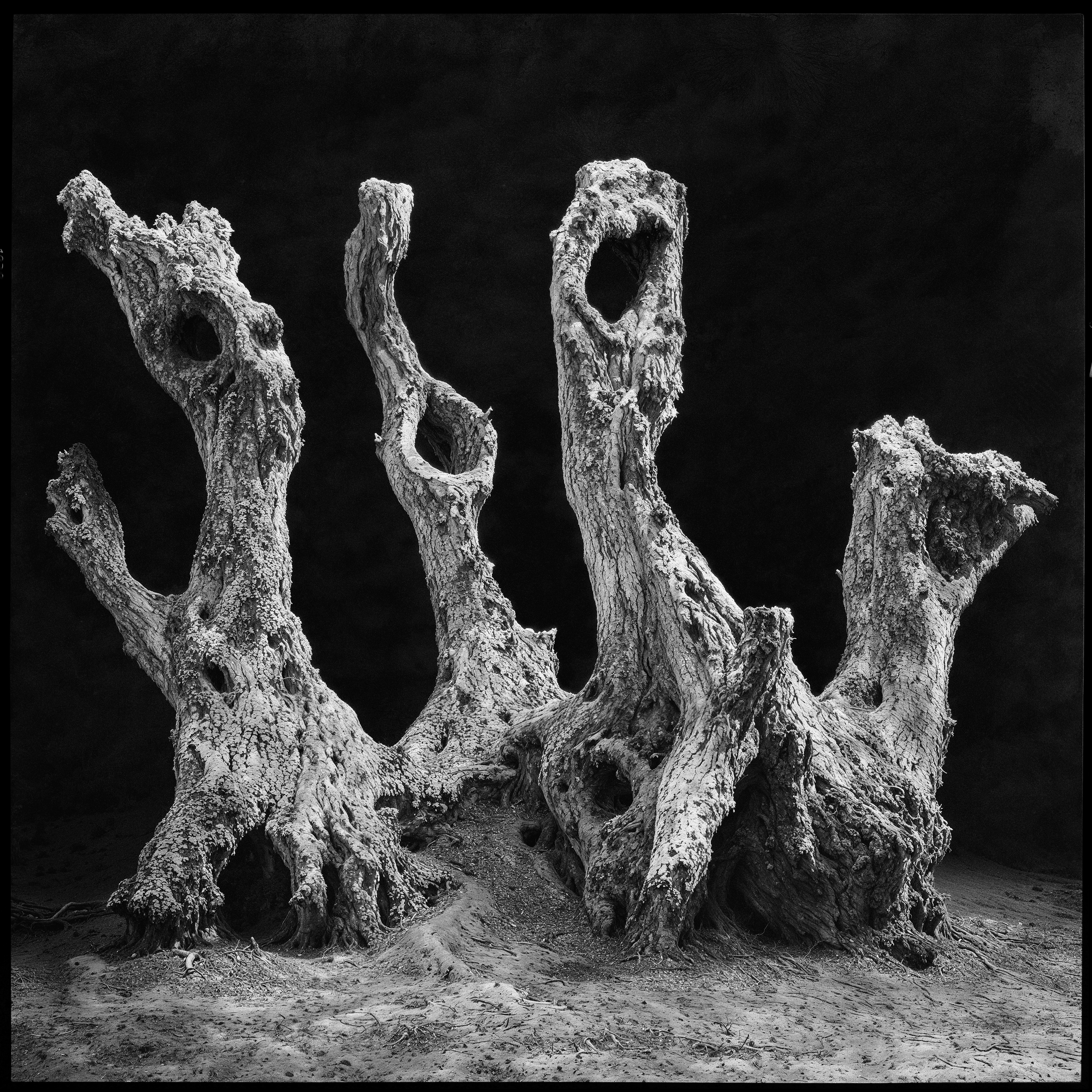 "roots and branches" #34